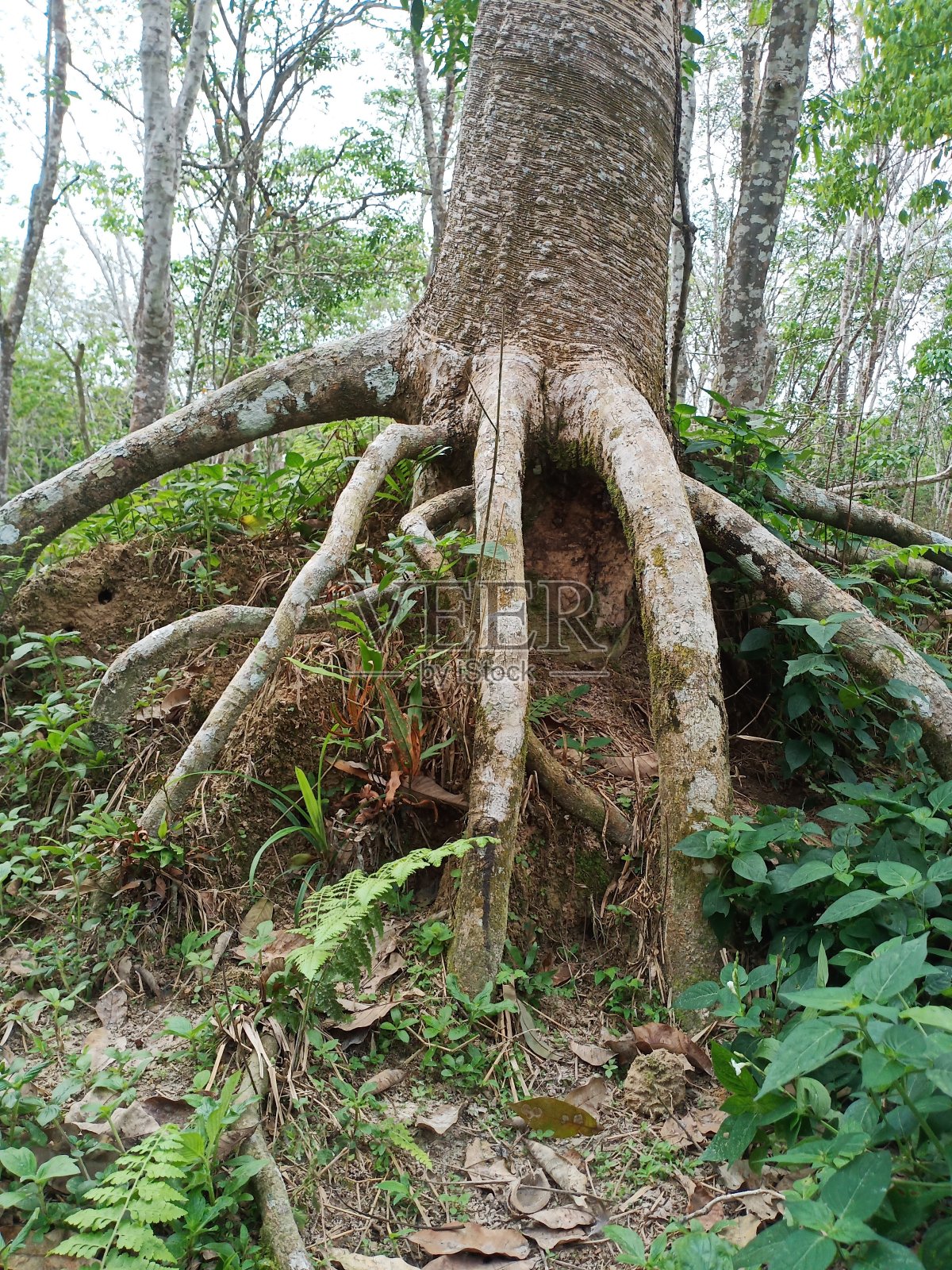 橡胶根照片摄影图片