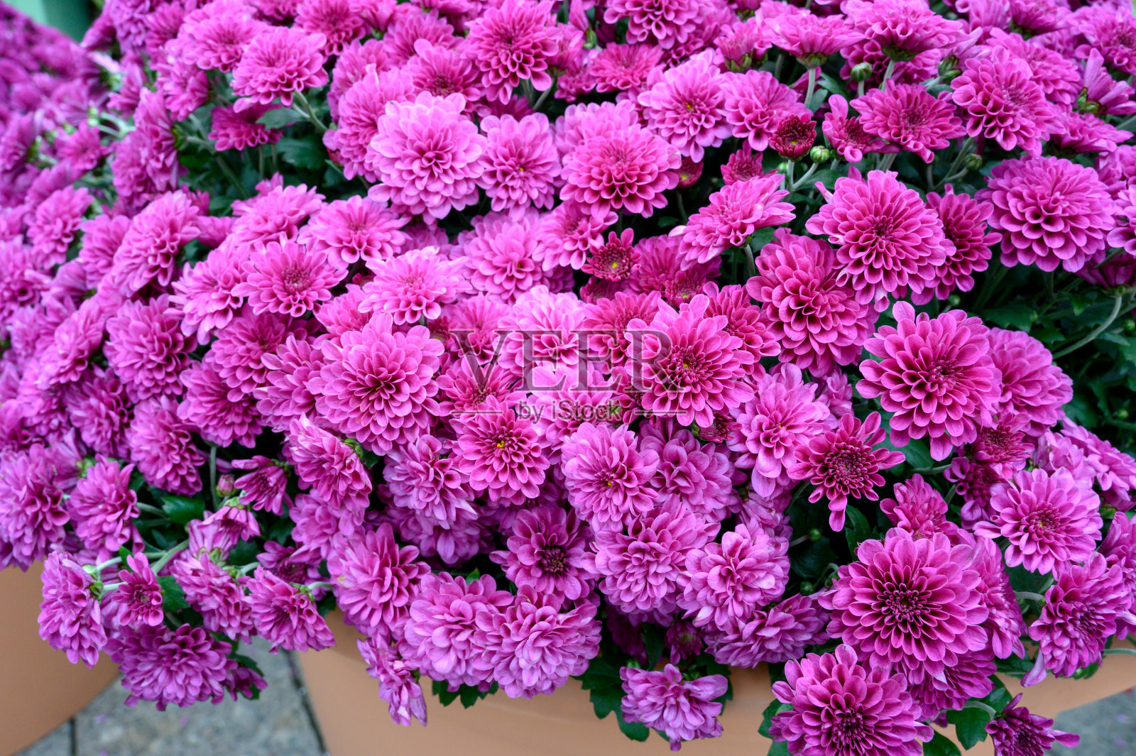 花园里菊花照片摄影图片