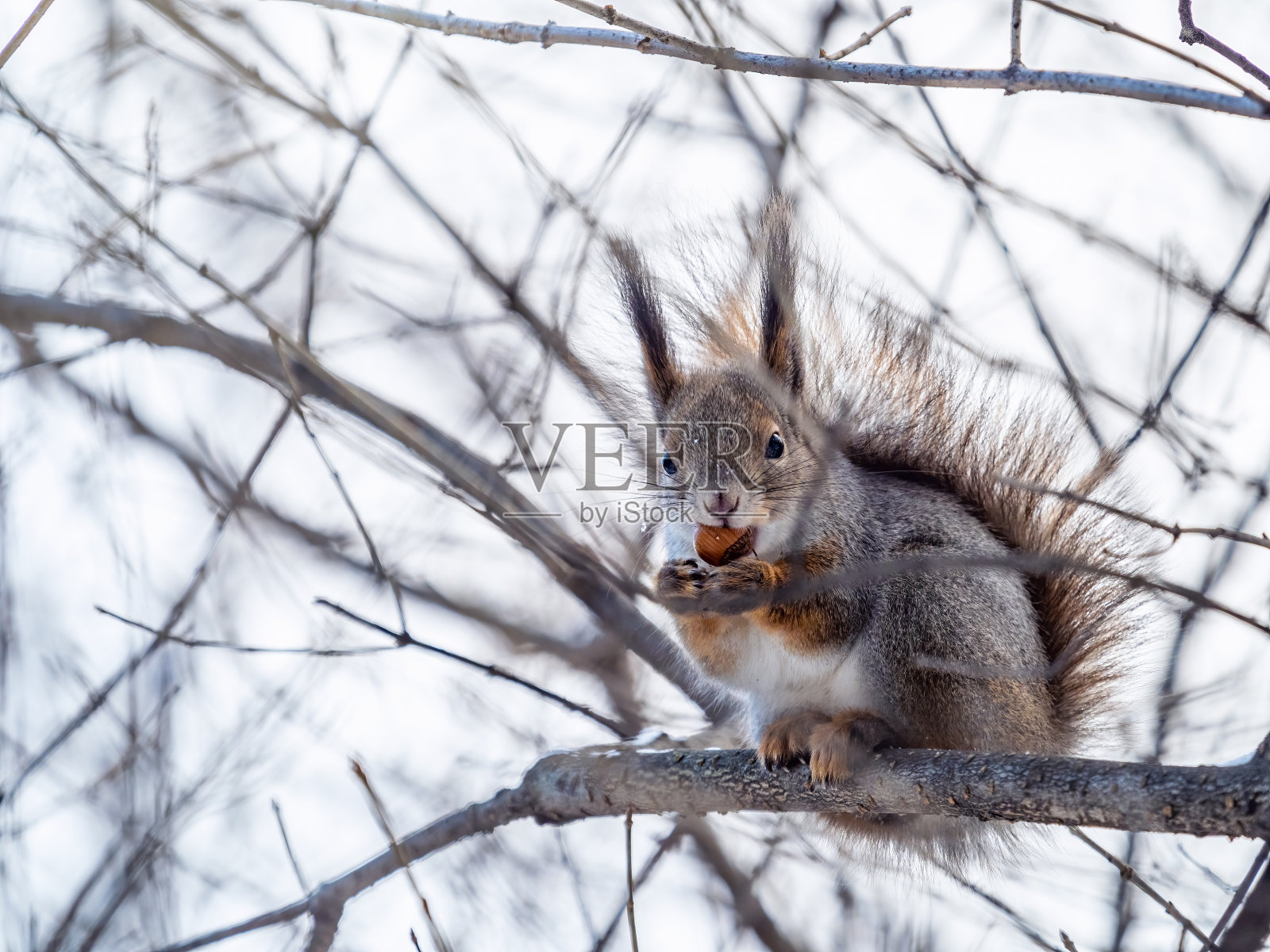 冬天或深秋，长着坚果的松鼠会坐在树上。照片摄影图片