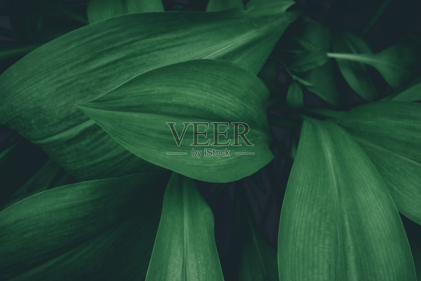 热带树叶，抽象的绿叶纹理，自然背景照片摄影图片