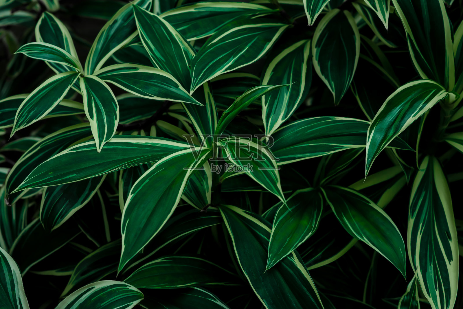 热带树叶，抽象的绿叶纹理，自然背景照片摄影图片