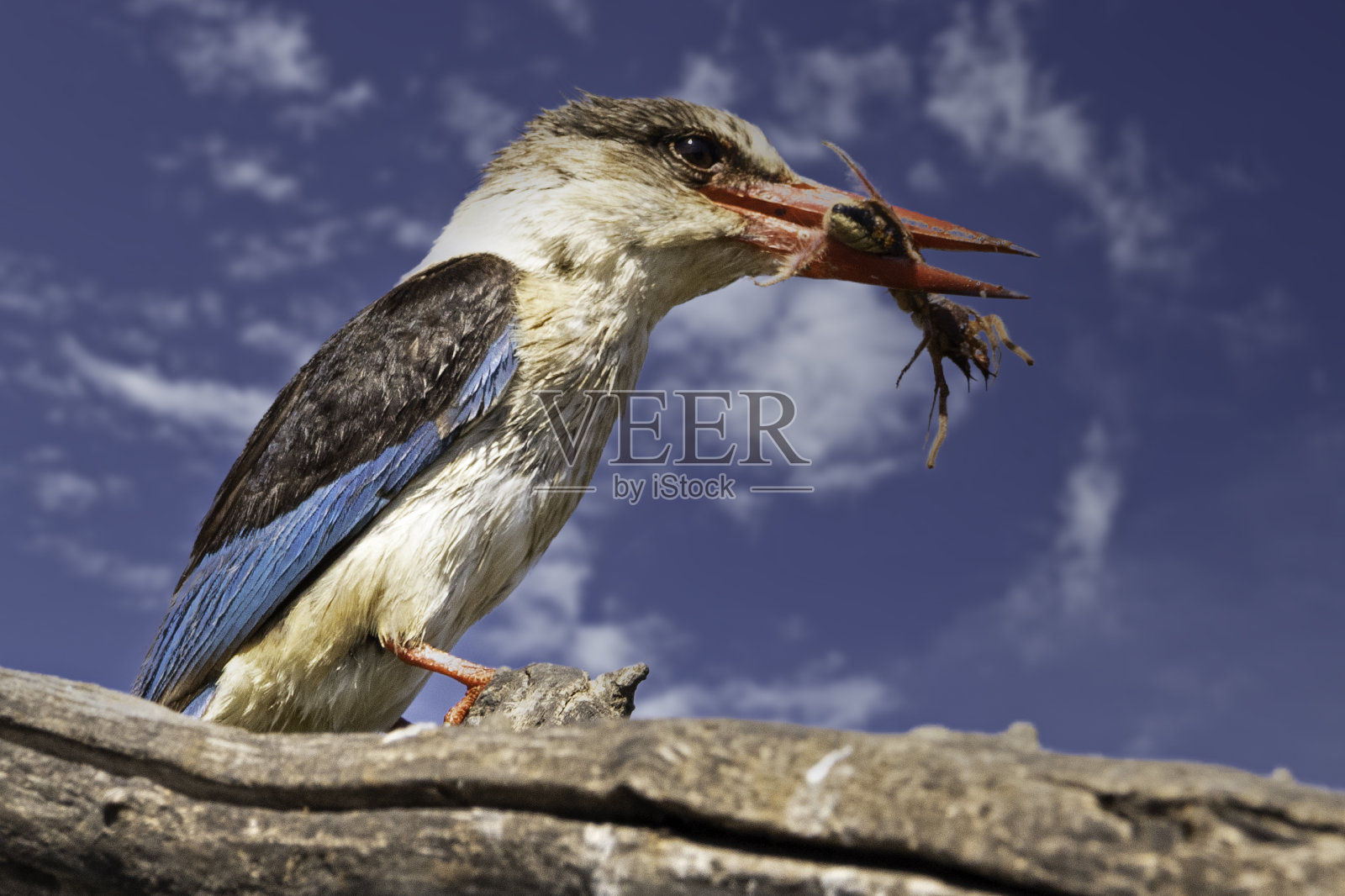 翠鸟盛宴照片摄影图片