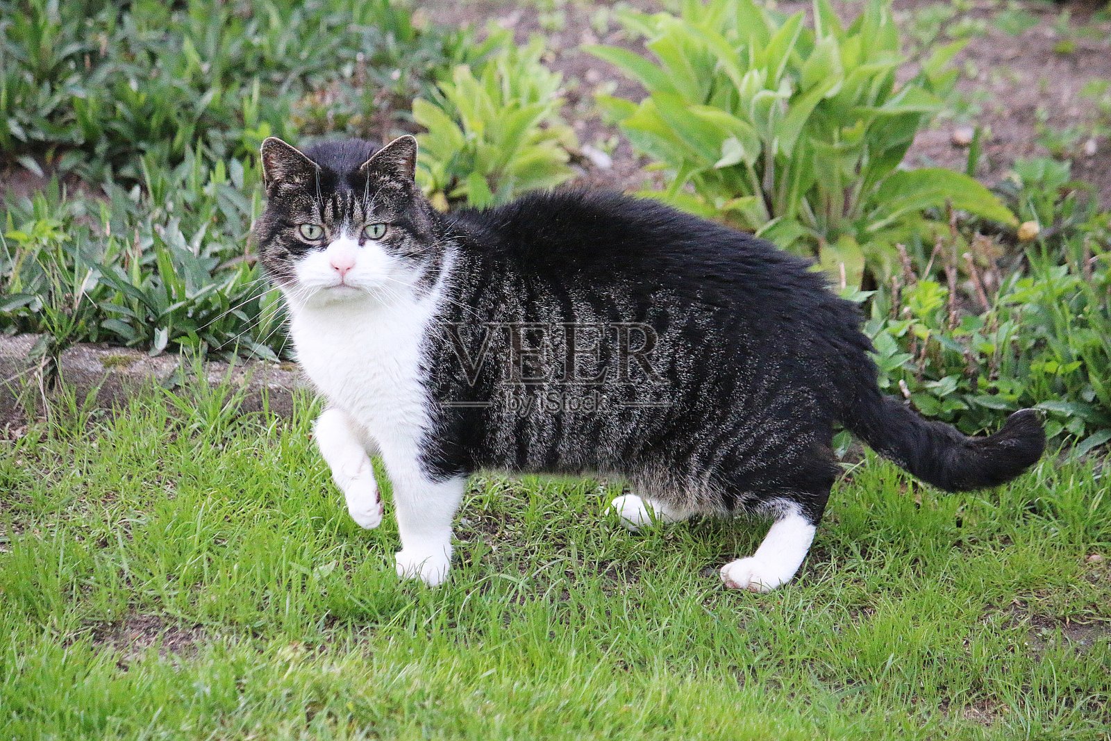美丽的小短毛猫正站在花园的花坛前照片摄影图片