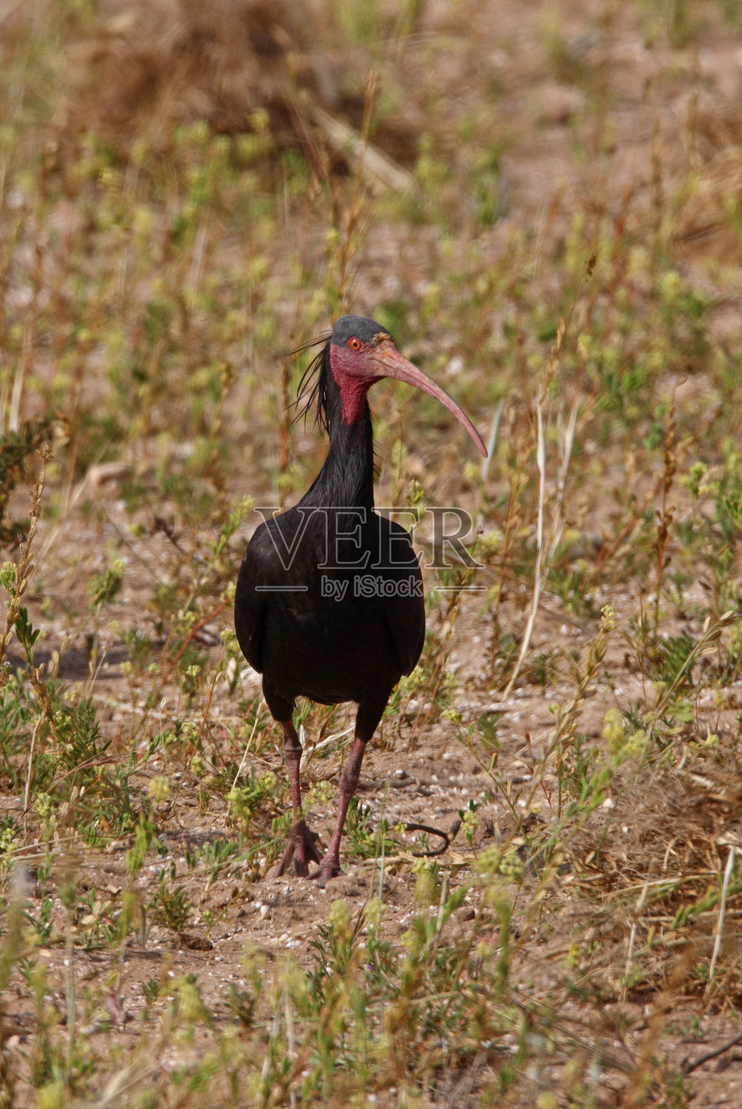 秃头朱鹭北部照片摄影图片