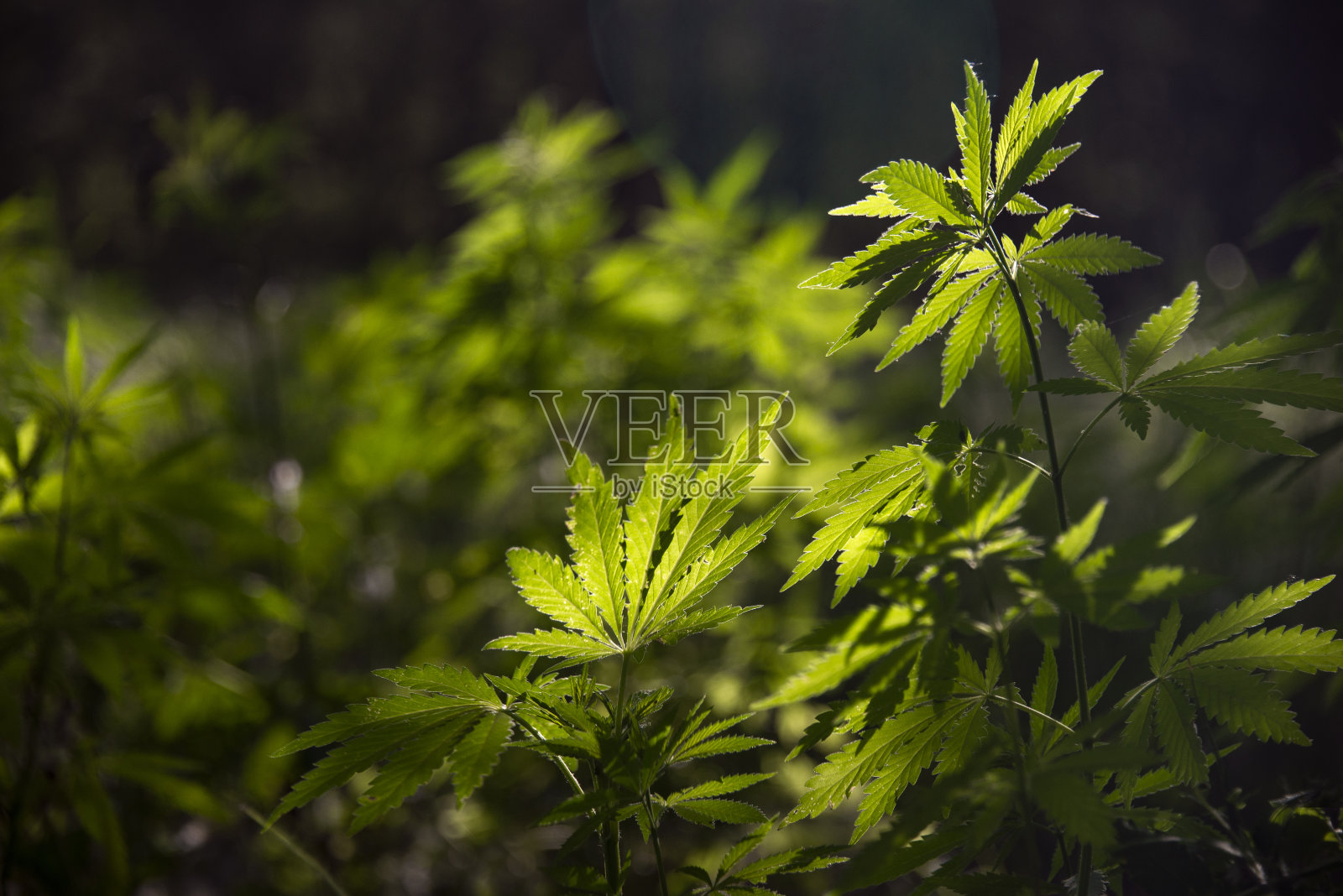 阴影和光明。大麻镂空纸。照片摄影图片