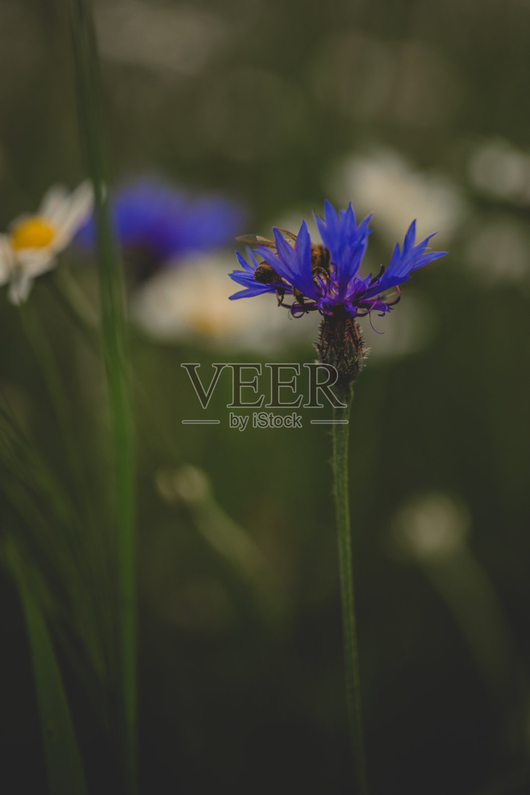 蜜蜂草地照片摄影图片