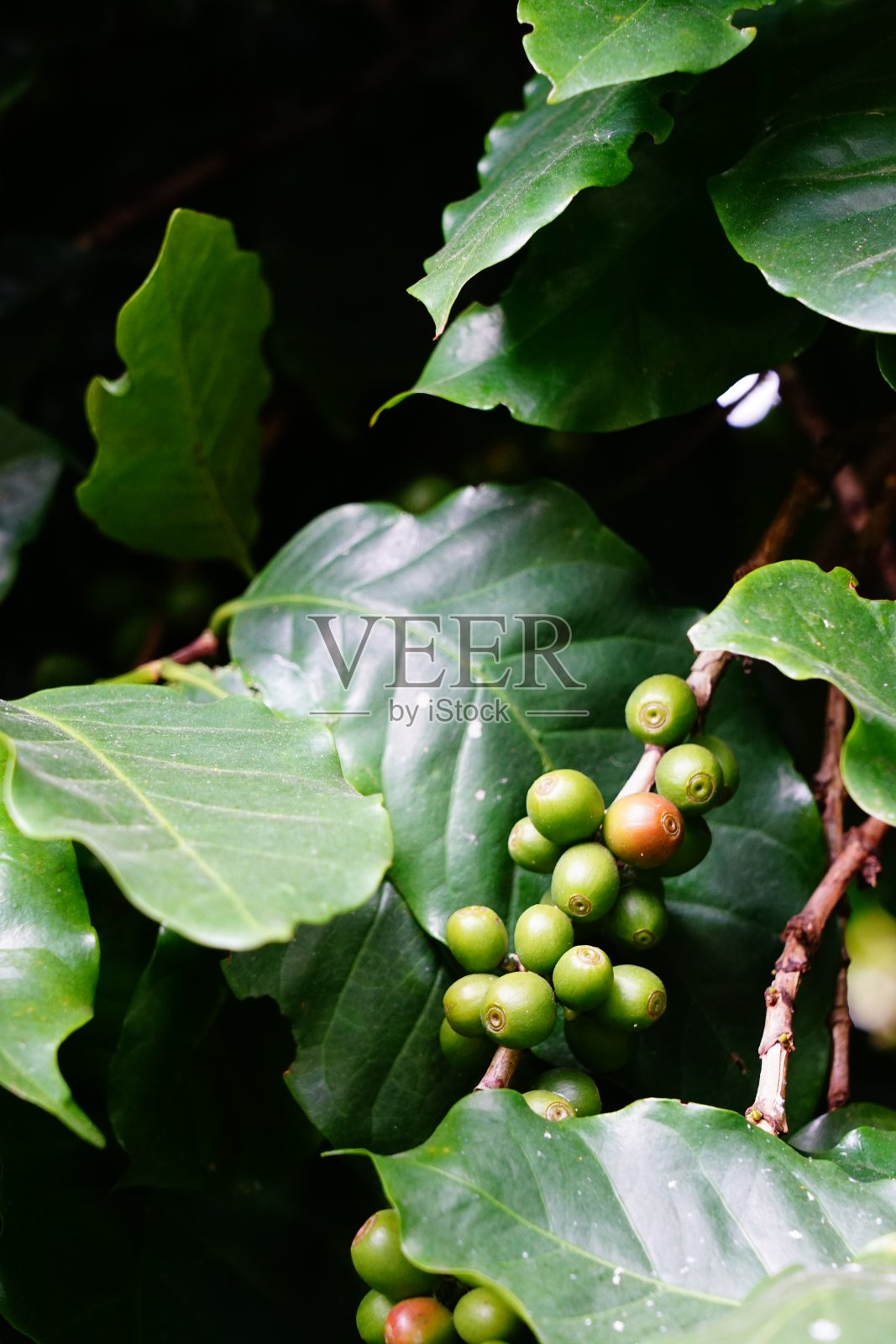 特写咖啡植物的种子照片摄影图片