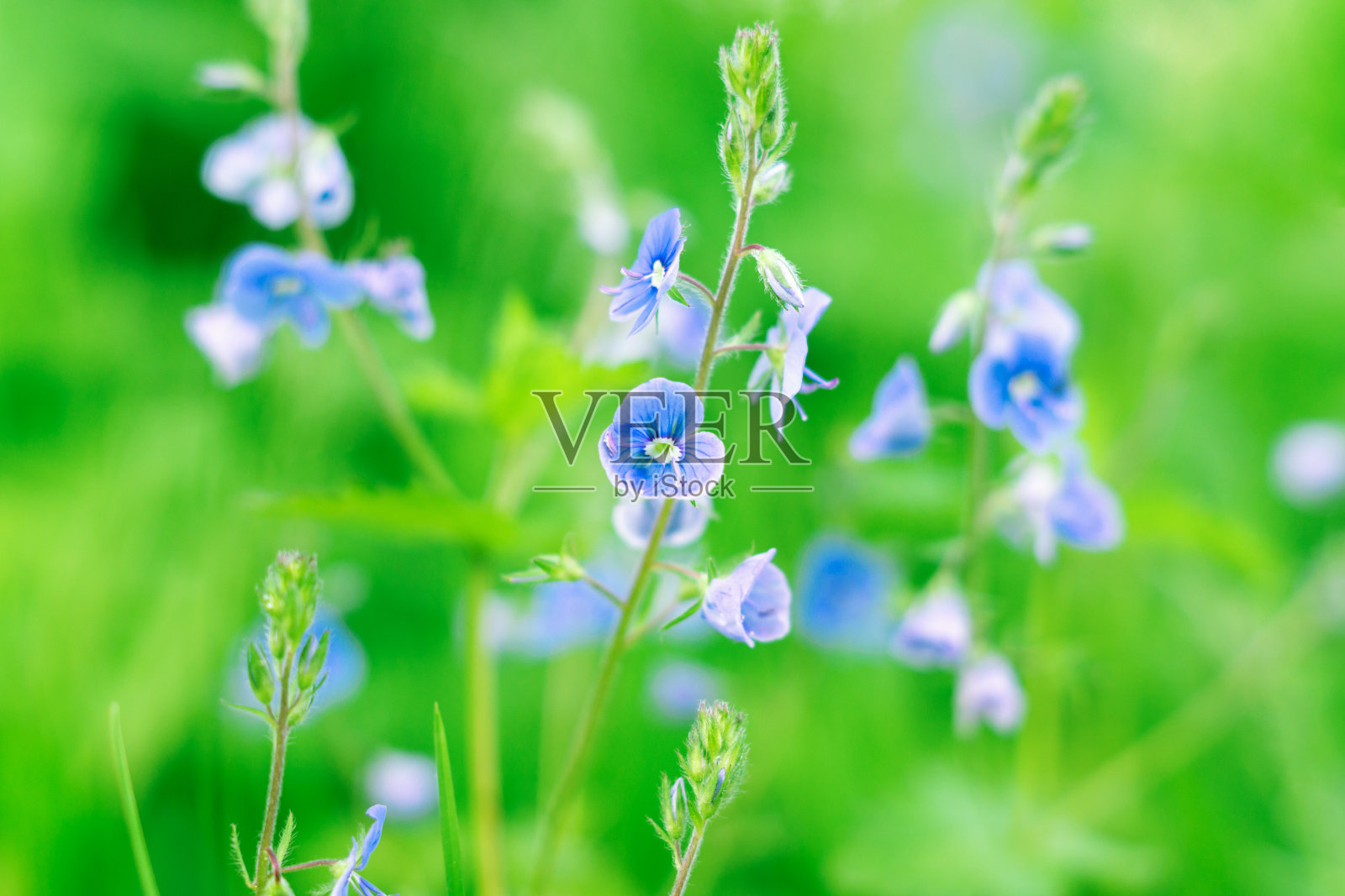 德国花(维罗妮卡chamaedrys)在森林的空地上照片摄影图片