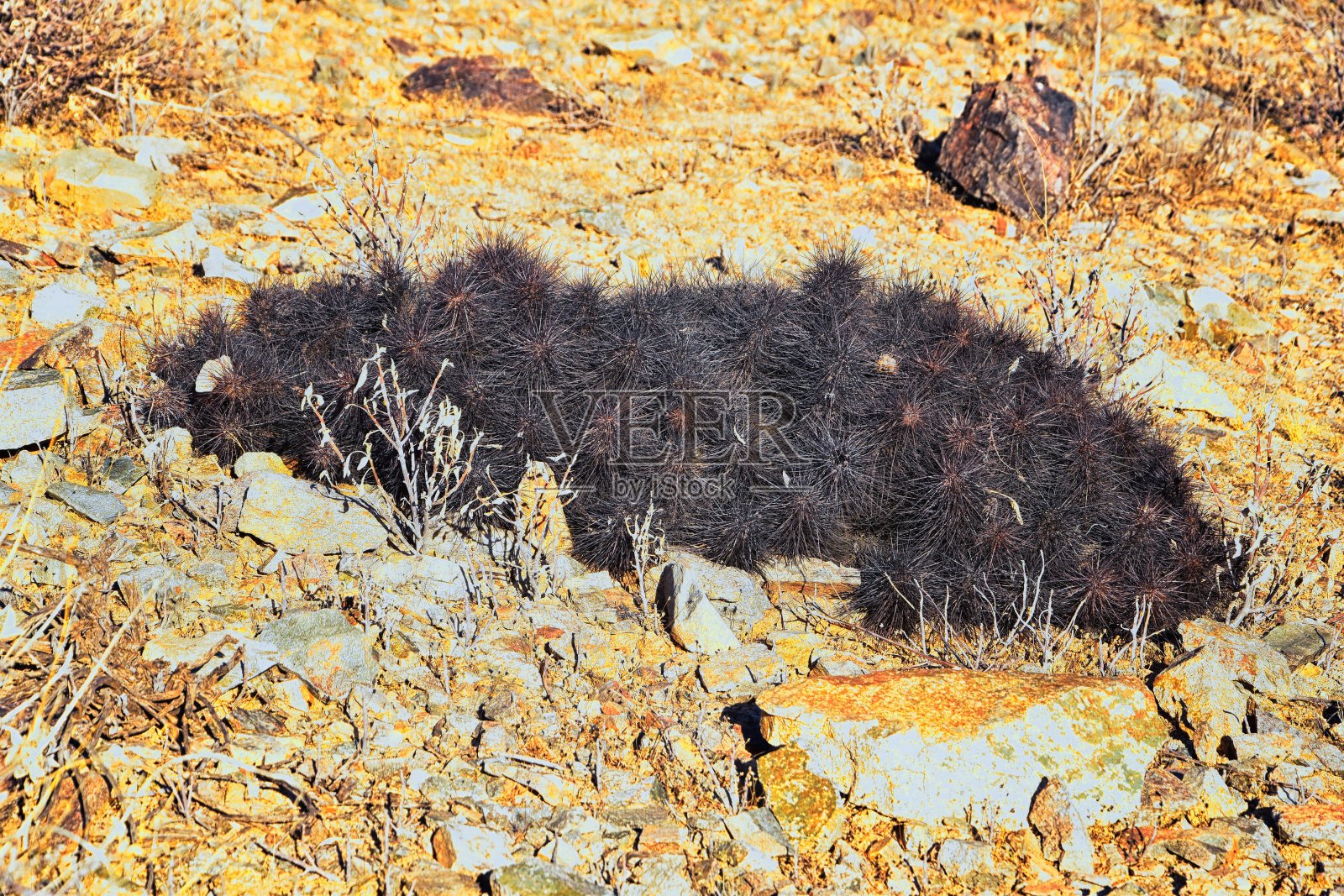 桶形仙人掌，Ferocactus Wislizeni cactacae也被称为亚利桑那州，鱼钩，糖果或西南桶形仙人掌，原产于墨西哥北部和美国南部的南山公园和保护区，皮马峡谷小径，凤凰城。照片摄影图片