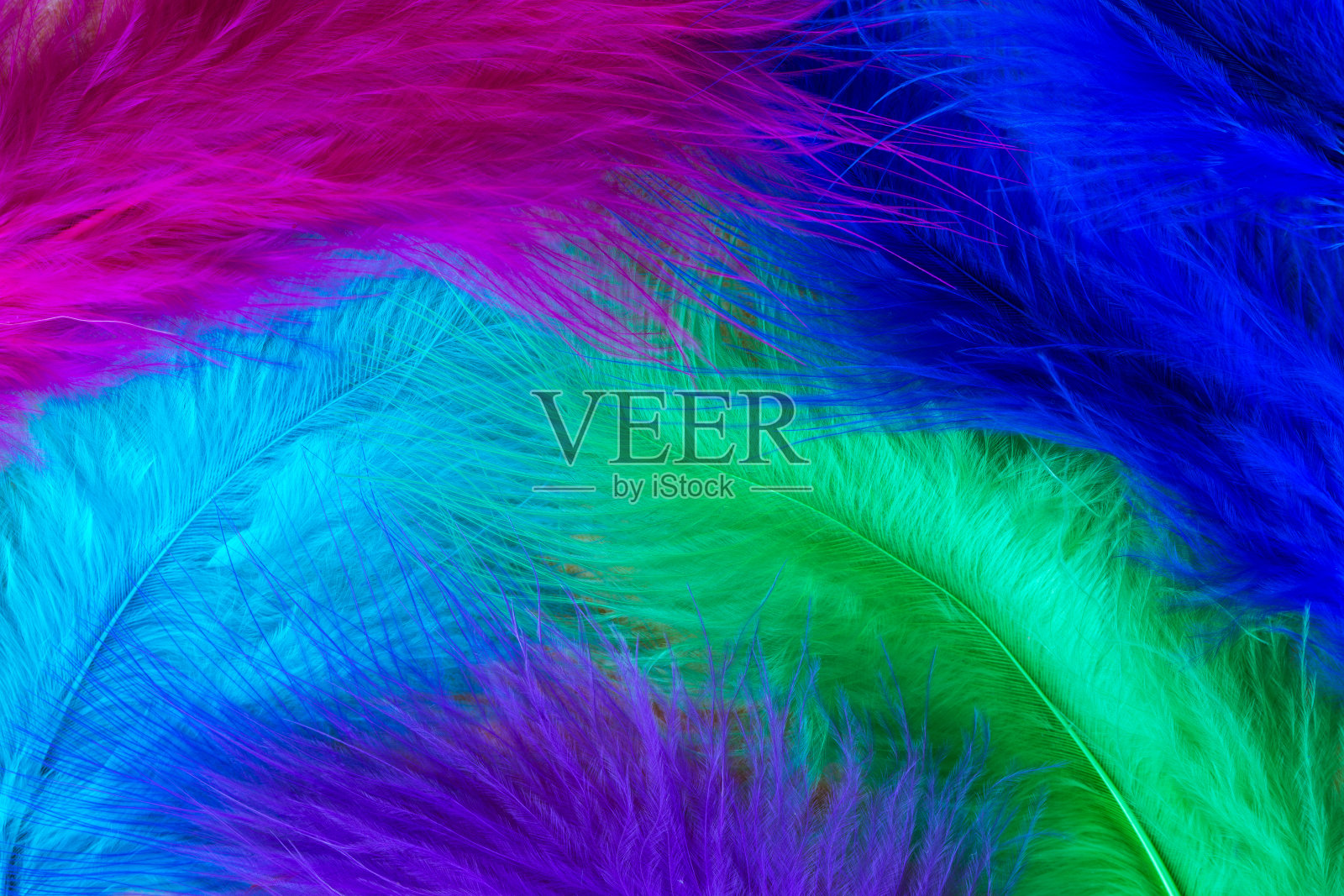 装饰性冷色鸟类羽毛，水平近观照片摄影图片