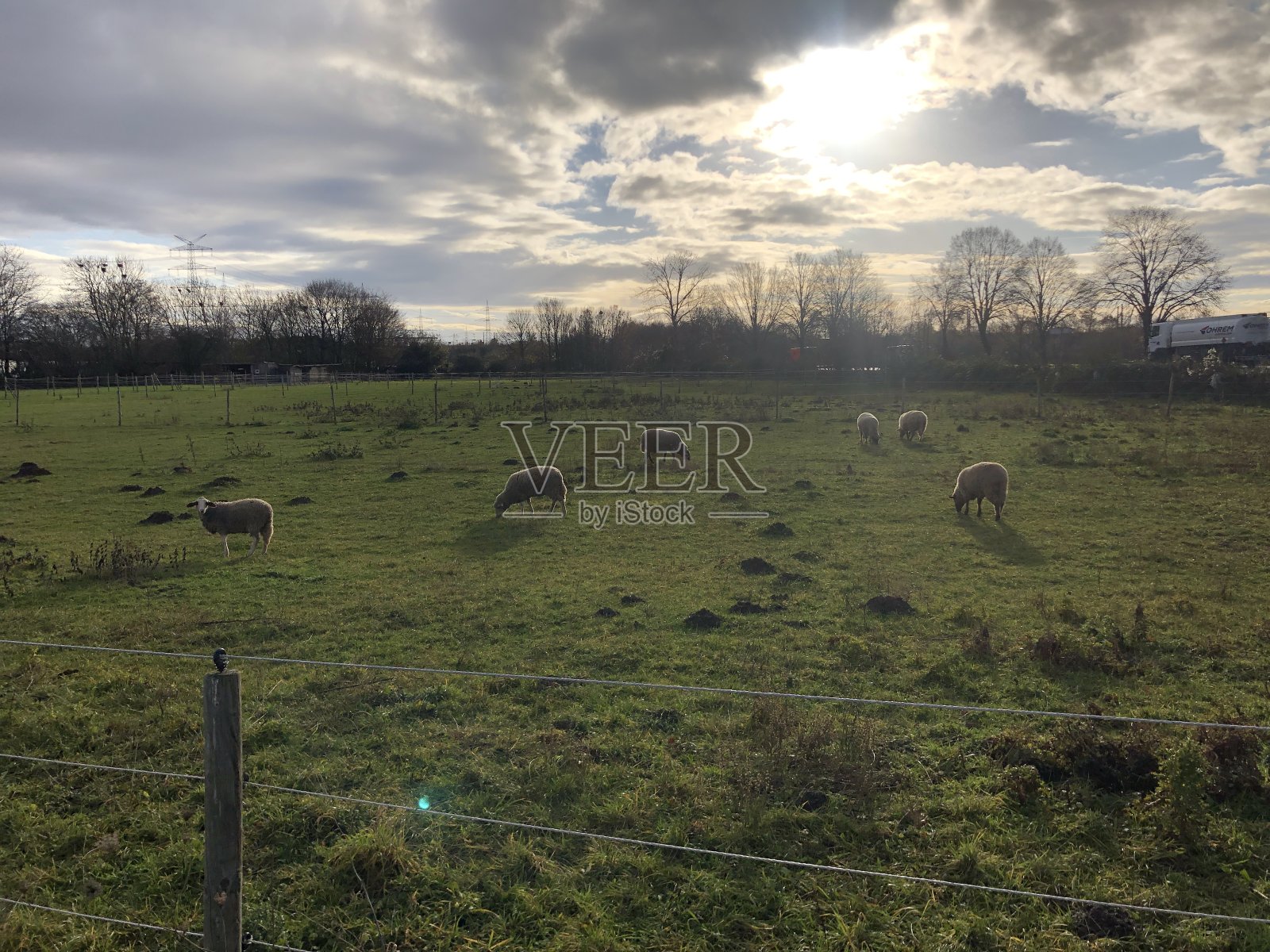 牧场上的羊照片摄影图片