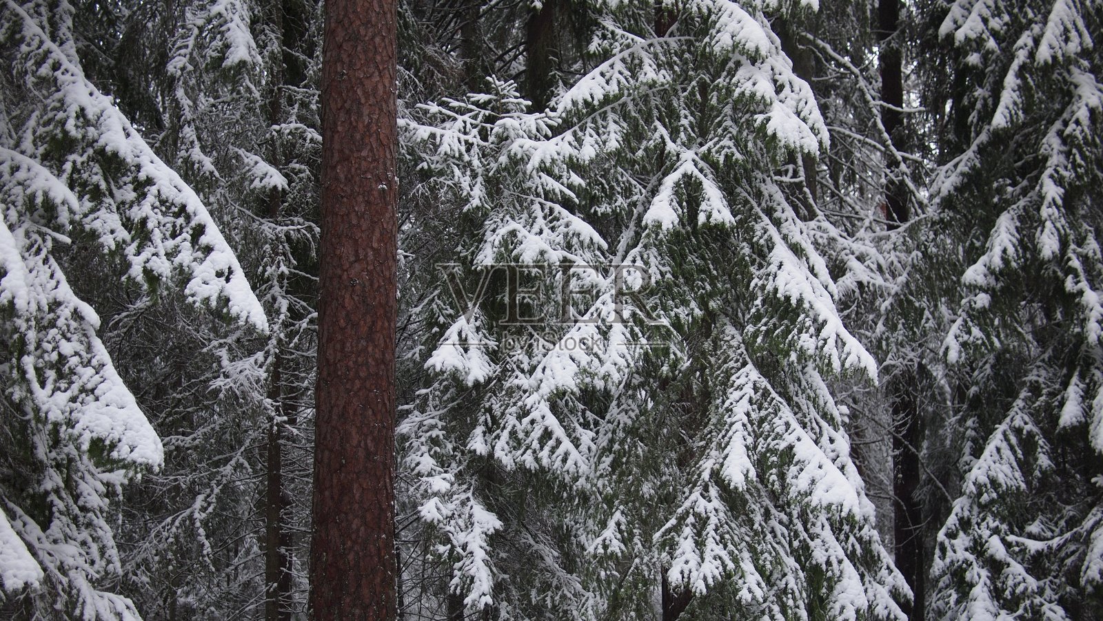 令人惊叹的森林景色在一个清爽和下雪的冬日照片摄影图片