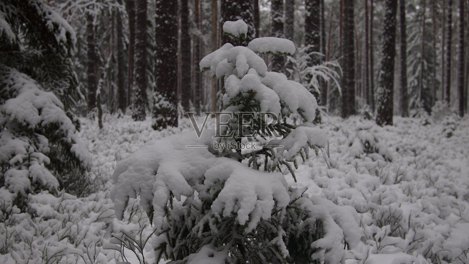 令人惊叹的森林景色在一个清爽和下雪的冬日照片摄影图片