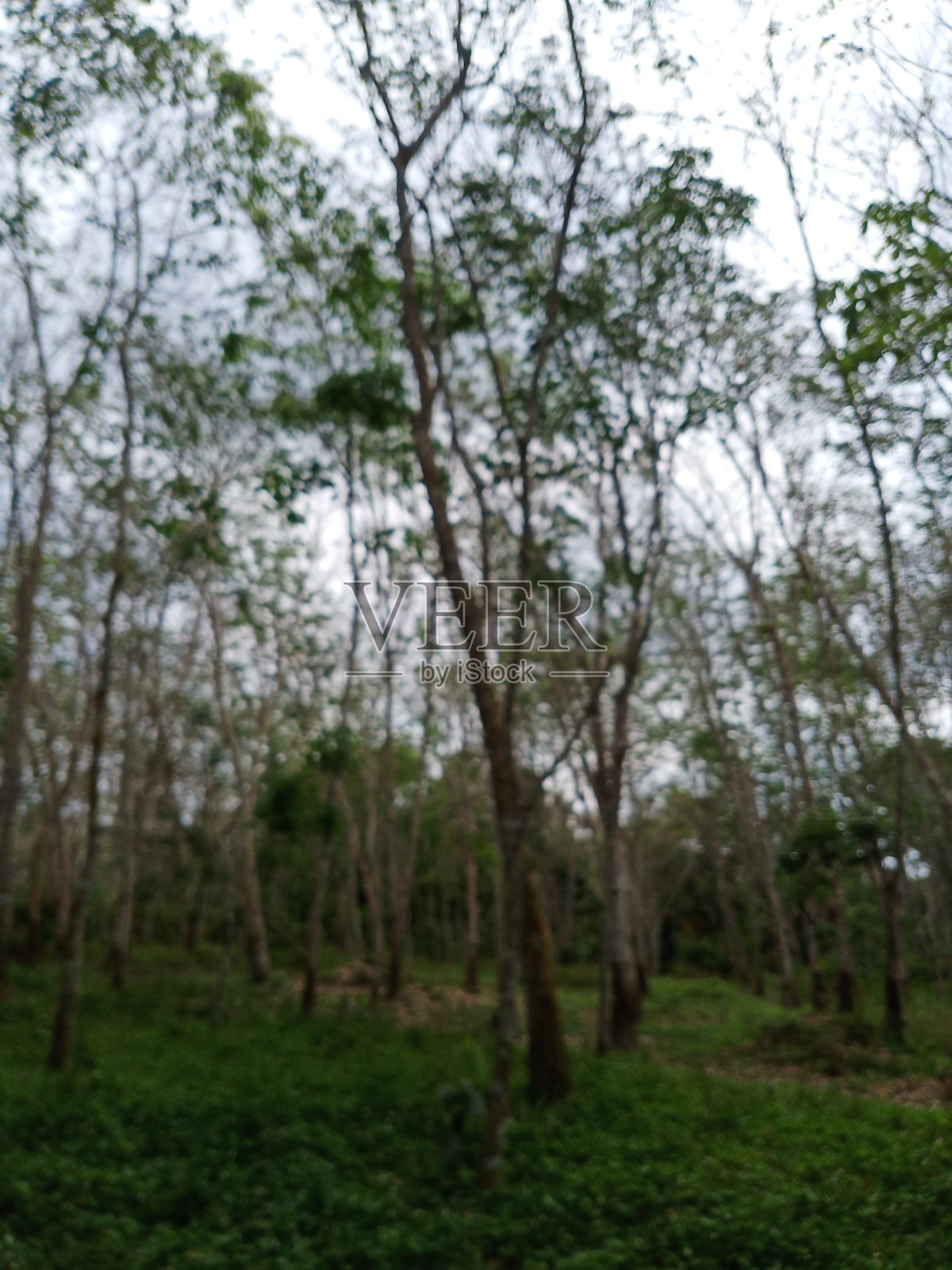 橡皮树照片摄影图片