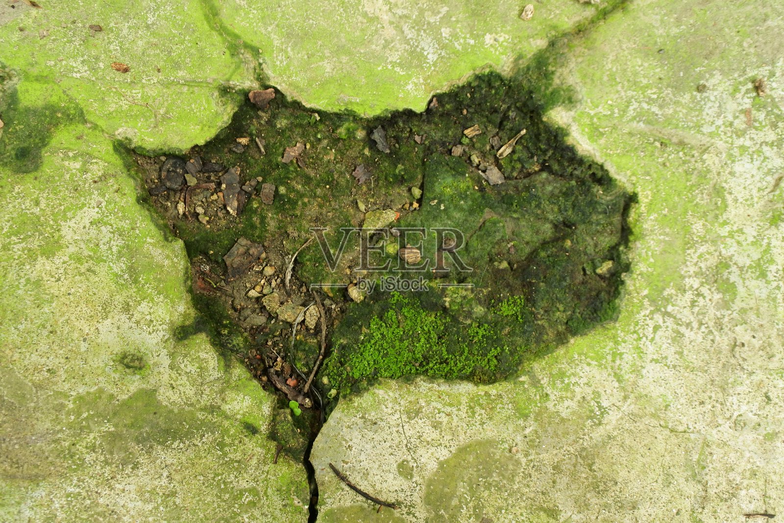 一个木制苔藓表面的特写镜头完美的背景照片摄影图片