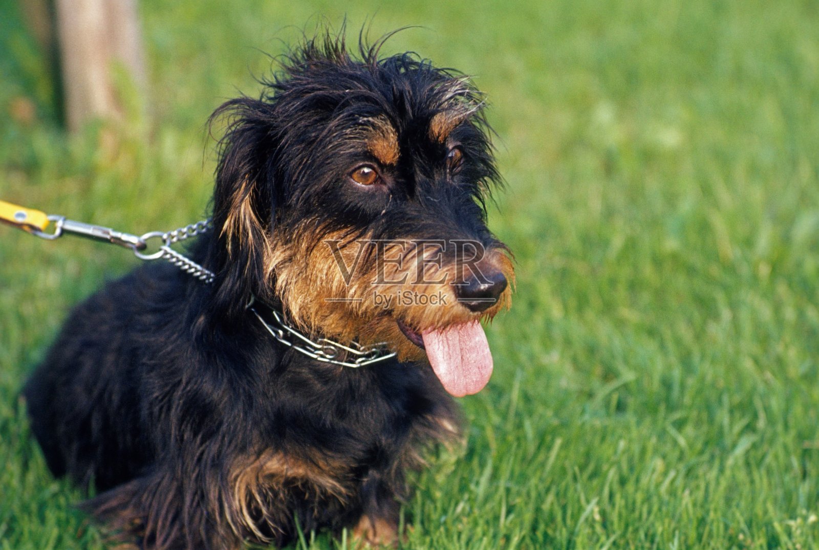 草地上的硬毛腊肠犬照片摄影图片