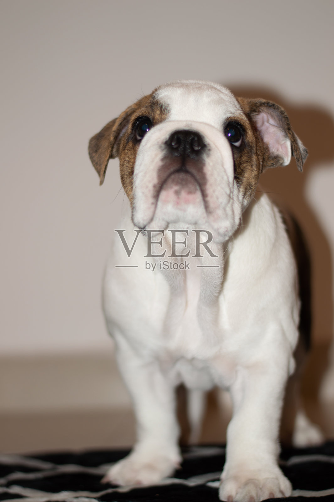 英国牛头犬小狗照片摄影图片