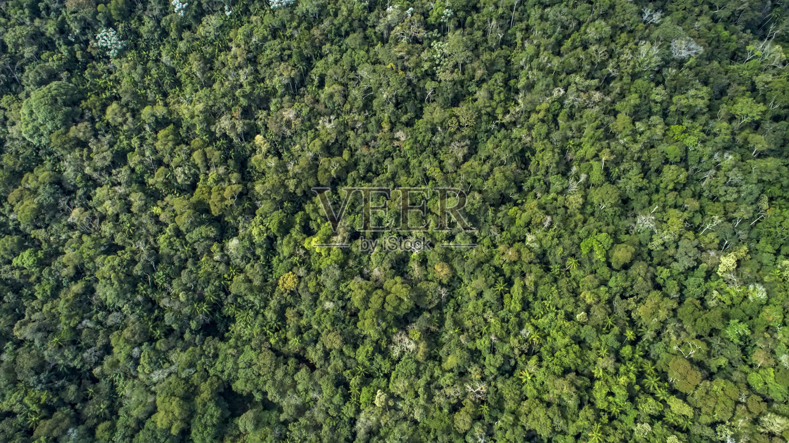 森林摄于Vargem Alta, Espirito Santo。巴西东南部。照片摄影图片