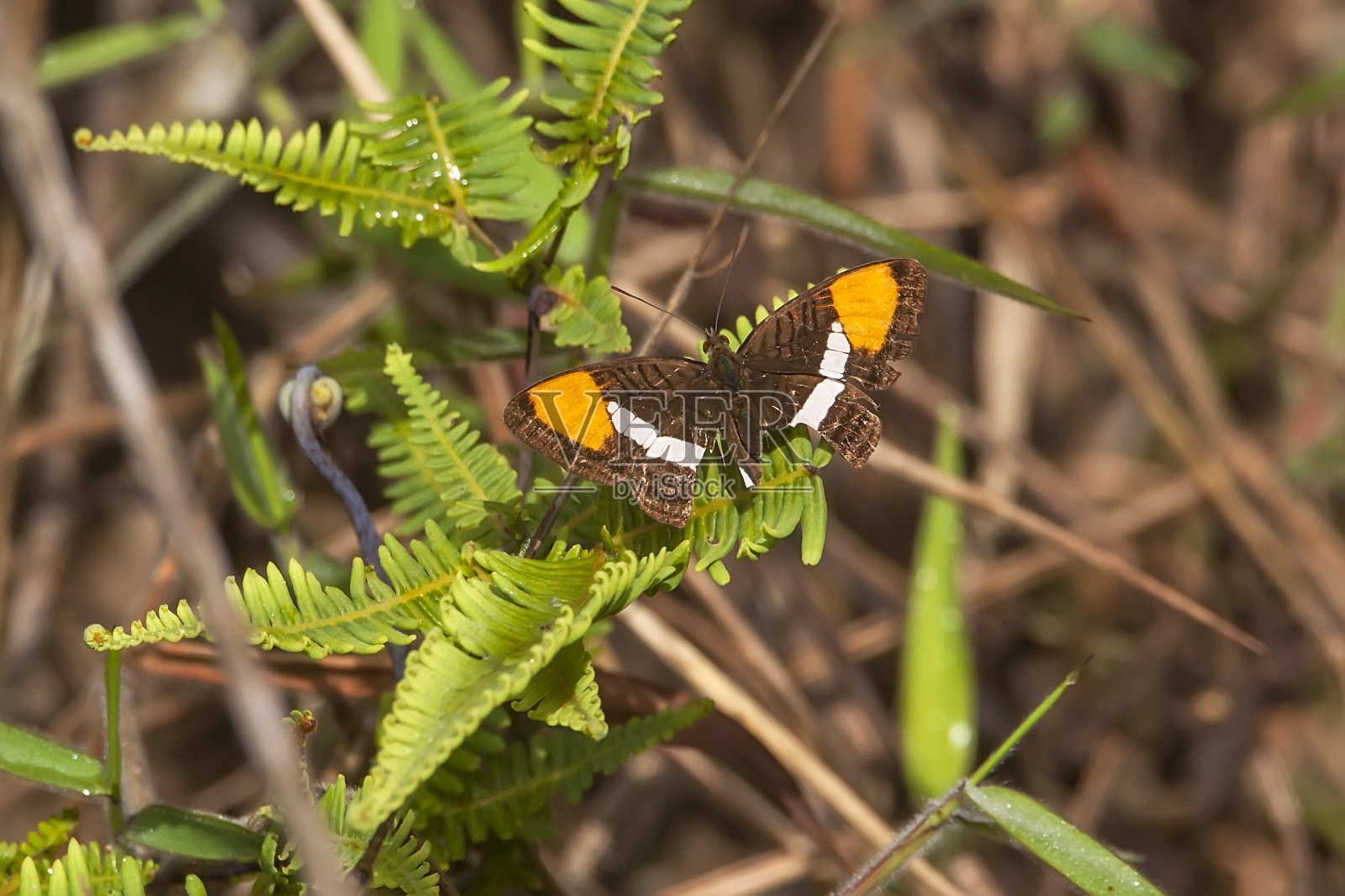 蝴蝶在圣埃斯皮里托Vargem Alta拍摄。巴西东南部。照片摄影图片