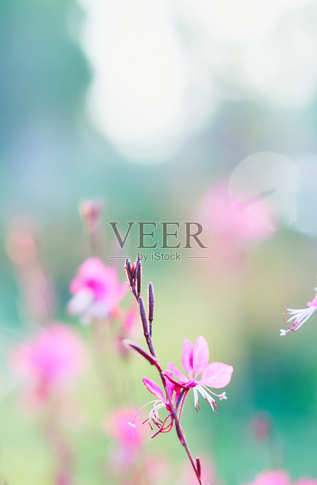 粉红色的花朵照片摄影图片