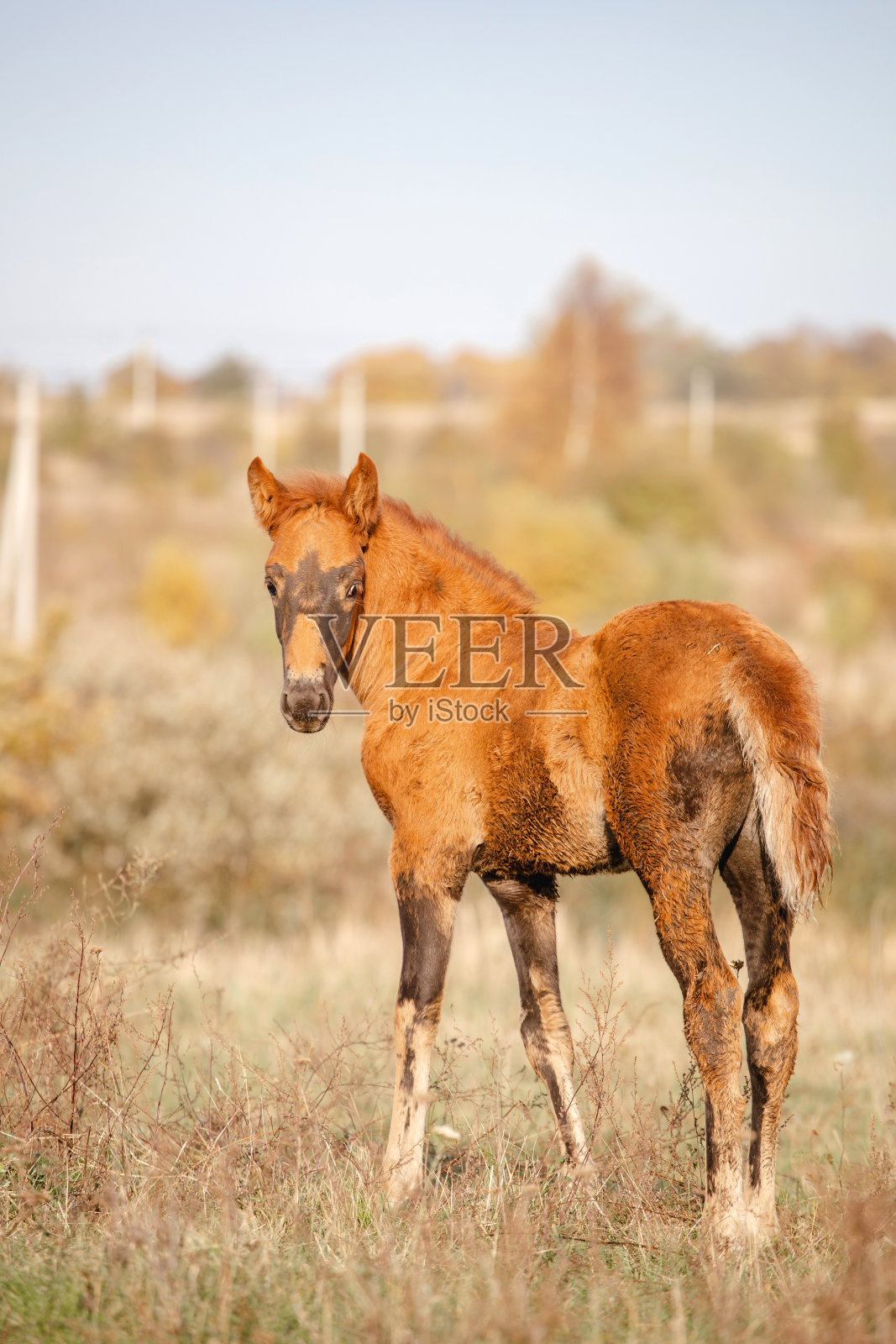 秋天田野里的棕色小马驹照片摄影图片