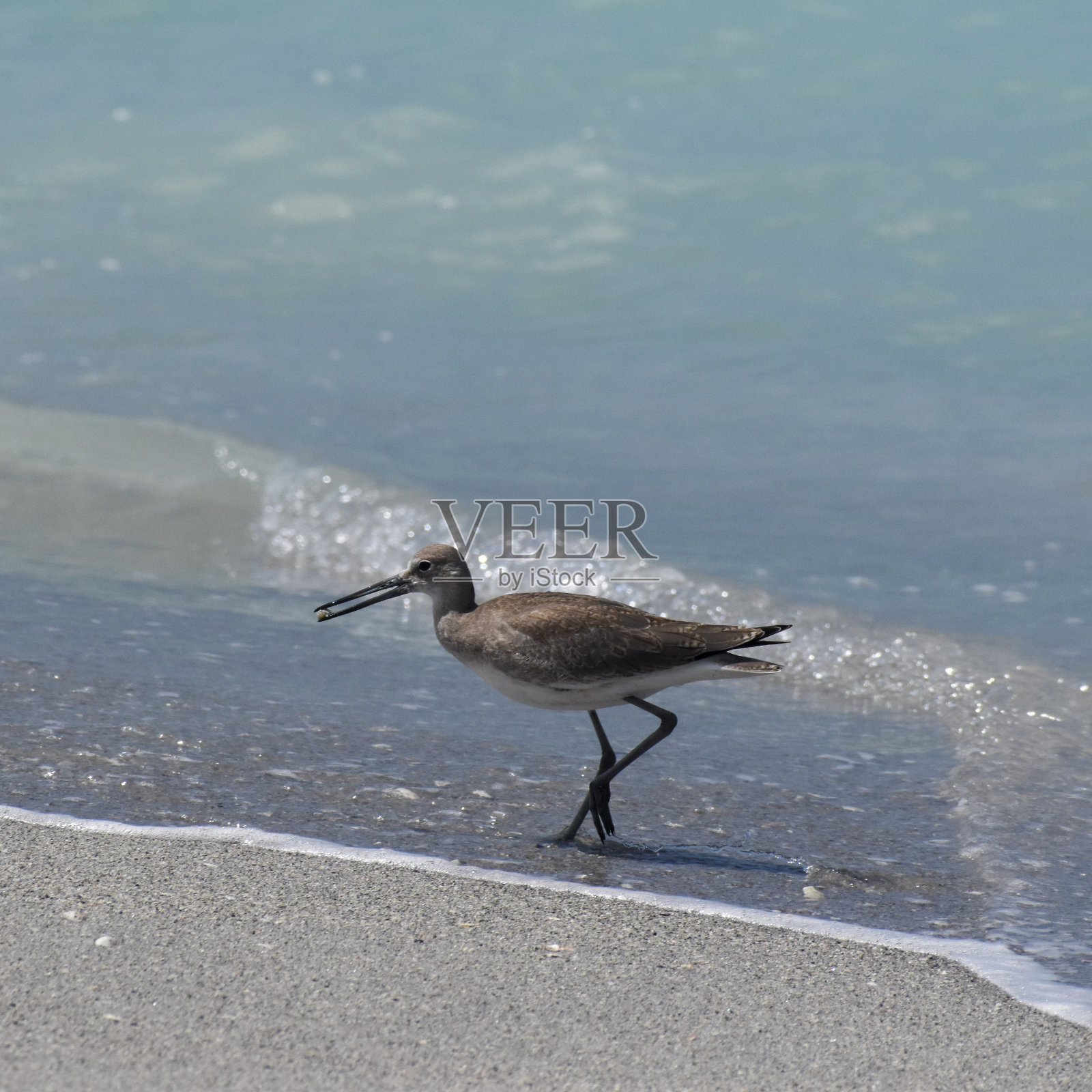 海滩上的鸟照片摄影图片