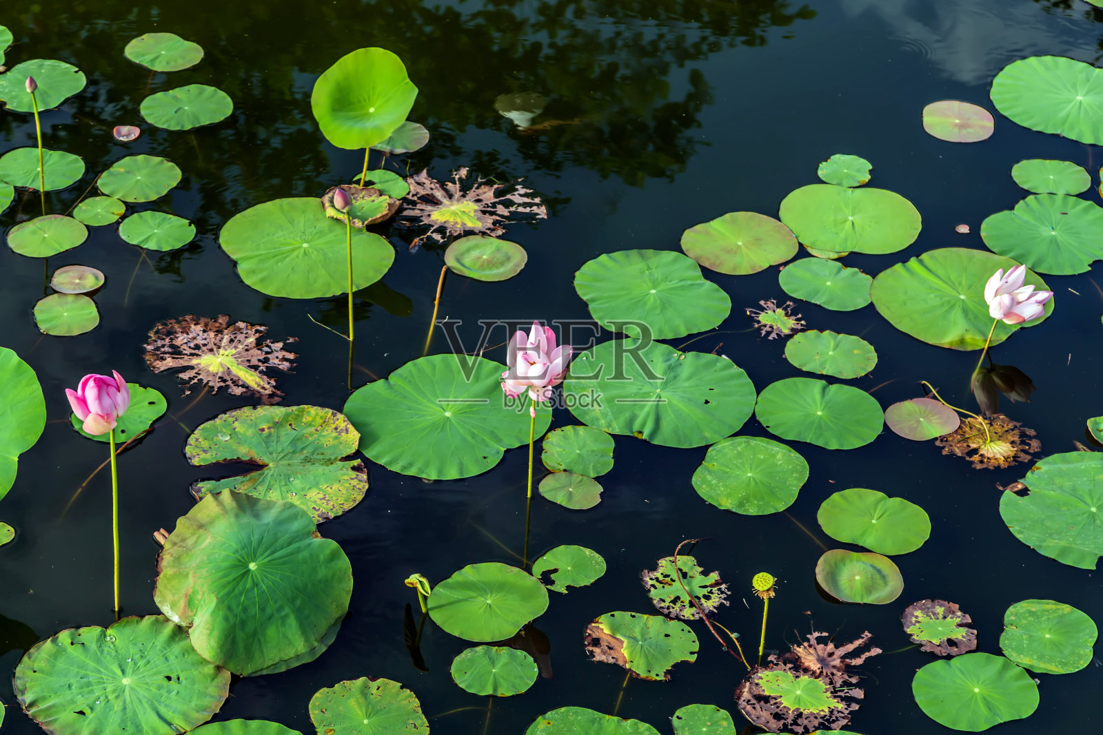 荷叶花睡莲花。照片摄影图片