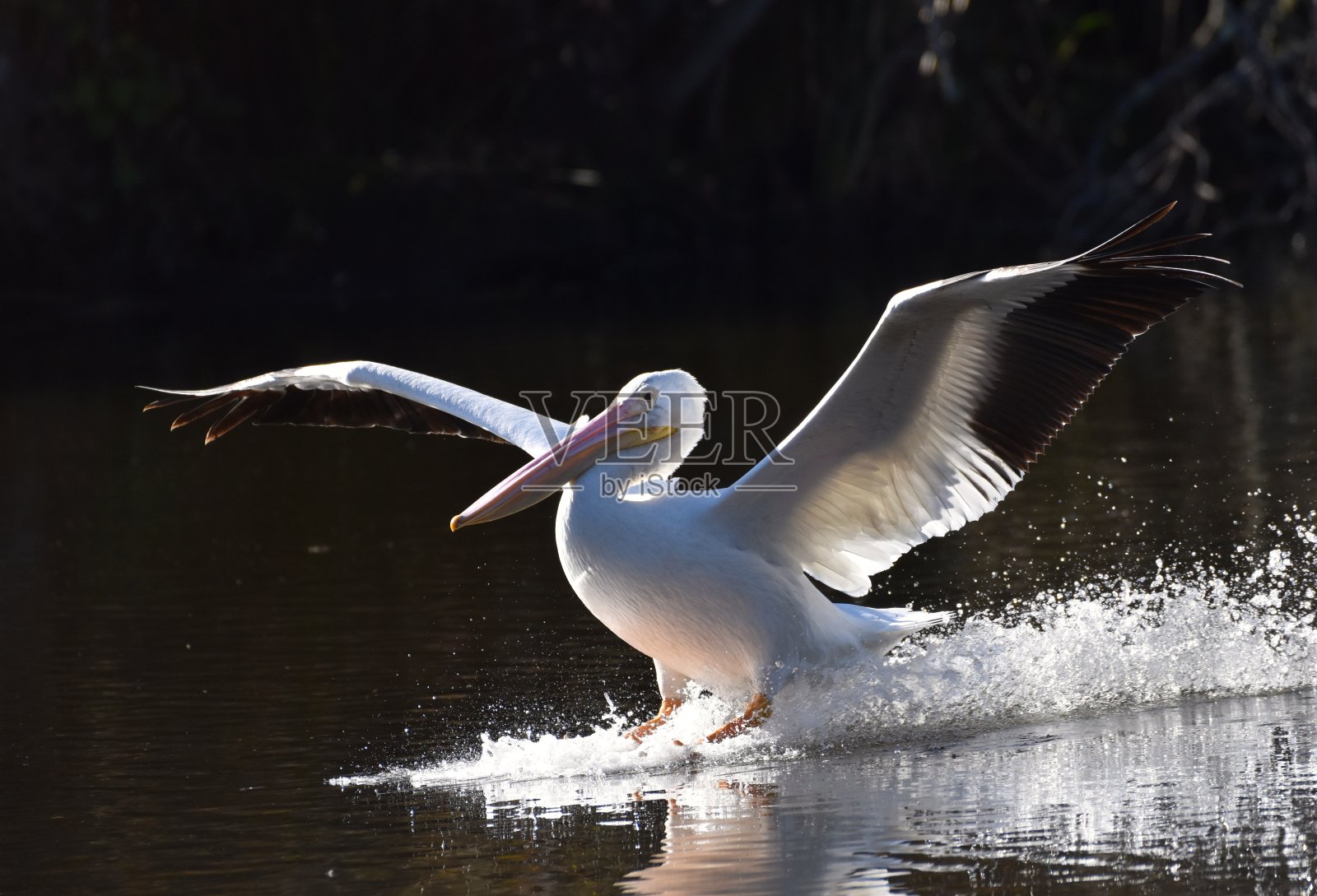 一只美国白鹈鹕飞溅地降落在平托湖上照片摄影图片