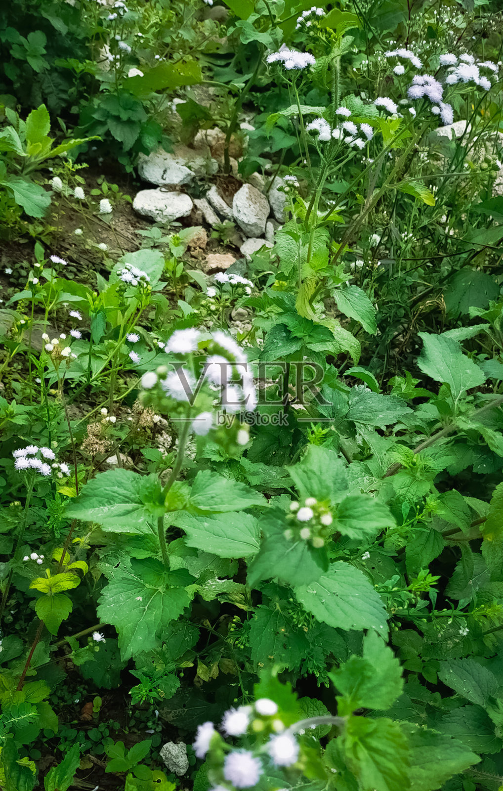 白色的花照片摄影图片