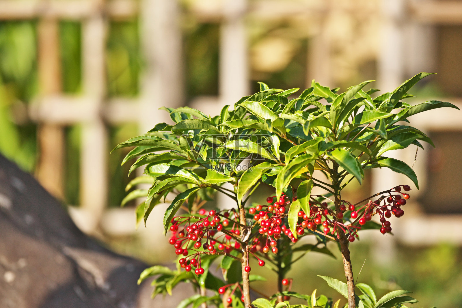 阿迪西亚·克雷纳塔照片摄影图片