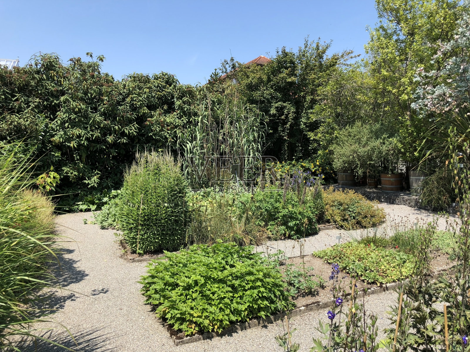 圣加仑植物园或瑞士圣加仑植物园照片摄影图片