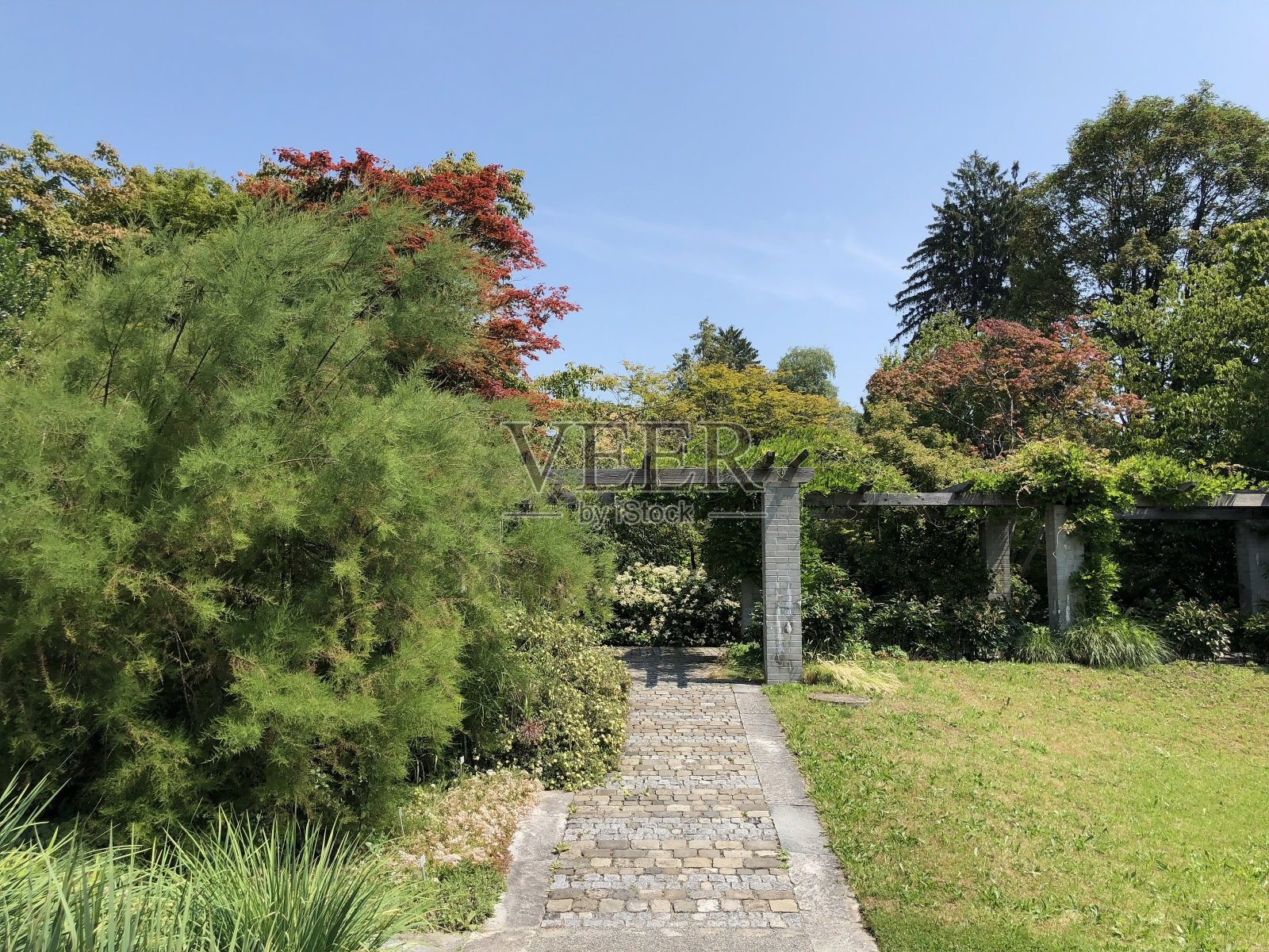 圣加仑植物园或瑞士圣加仑植物园照片摄影图片