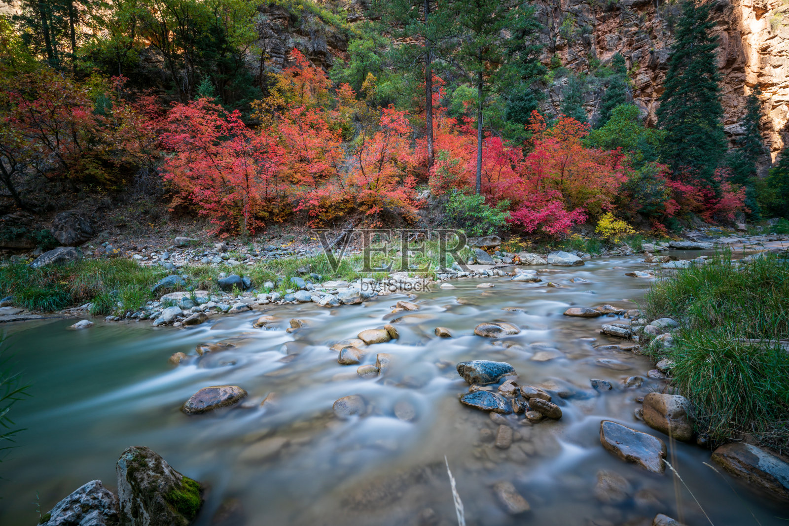 长曝光的处女河与树木在秋天的颜色的背景，而徒步旅行“狭窄”自上而下在锡安国家公园，犹他州照片摄影图片