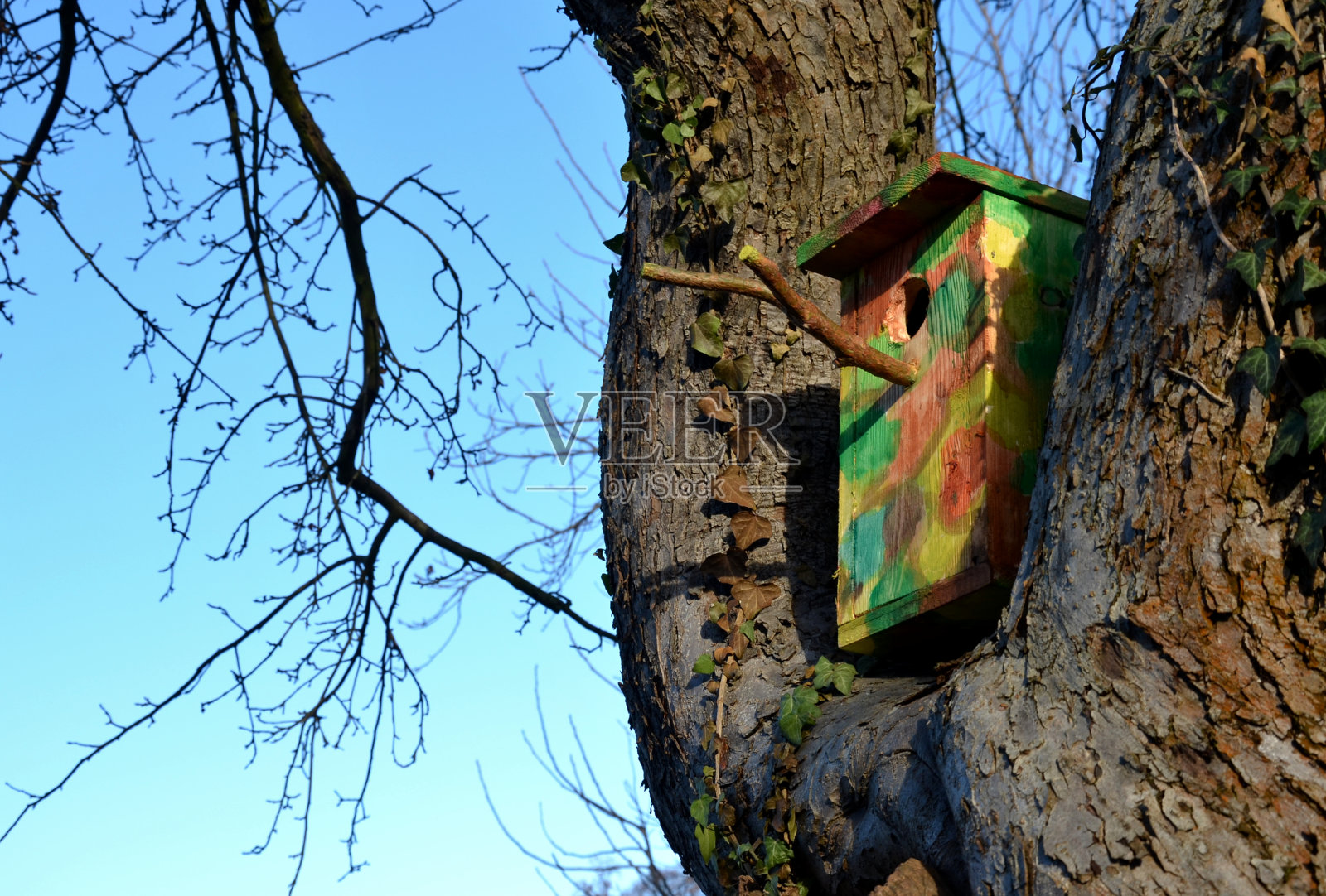 在一棵有树枝的树上，有一个木制的鸟笼，系在一棵军用迷彩服颜色的树上。椋鸟在这个绿色的巢里筑巢，非常快乐。照片摄影图片