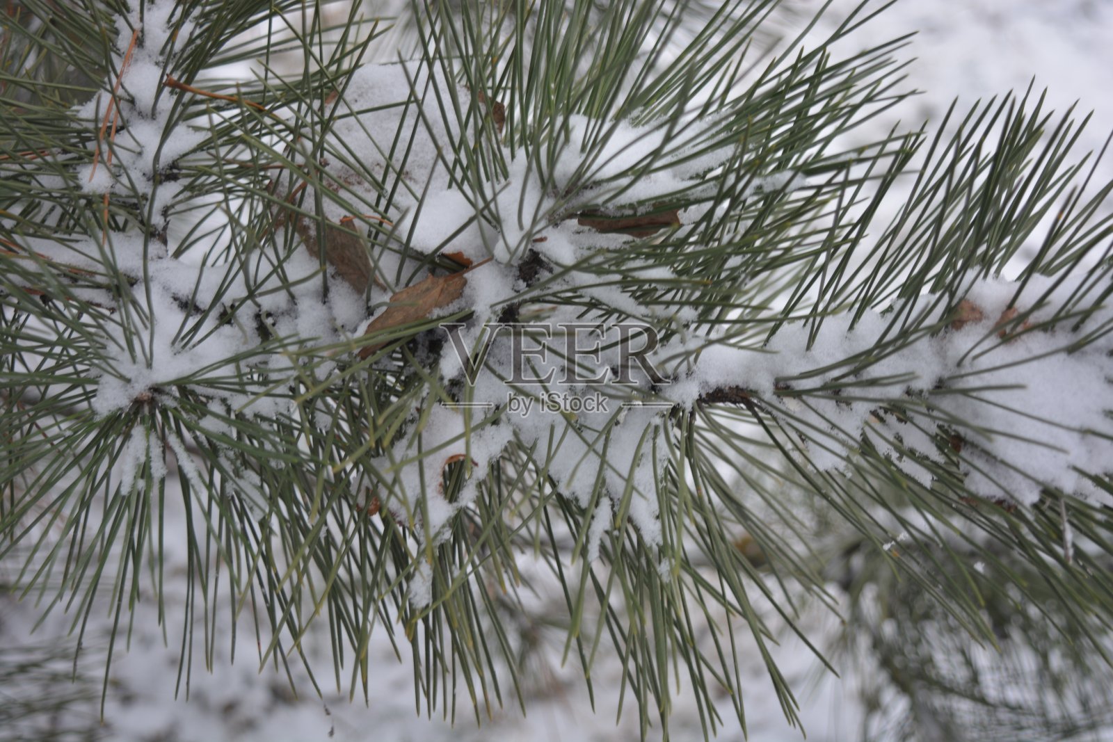 芬芳的树枝上写着一棵绿色的圣诞树，高贵的松树上点缀着大大的isholols，圣诞的十二月洒着洁白的雪花。照片摄影图片