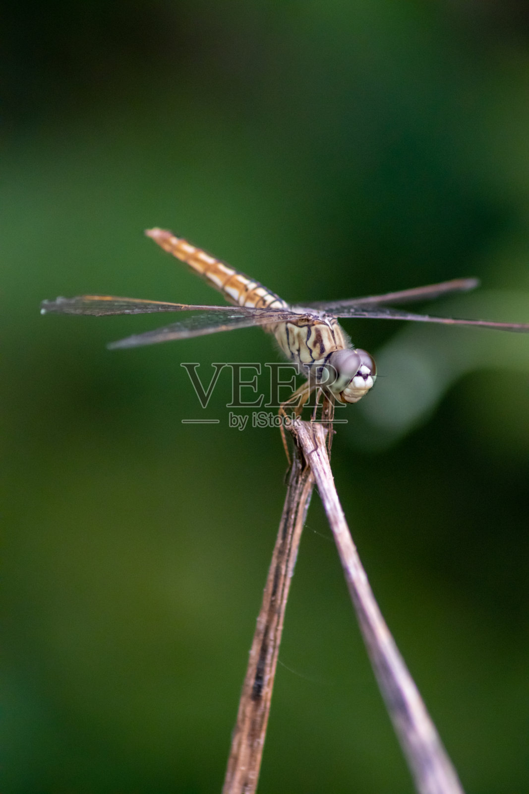 污染Brachythemis照片摄影图片