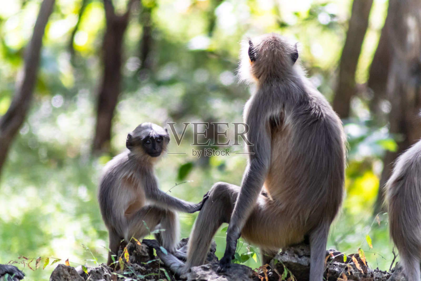 兰古猴照片摄影图片