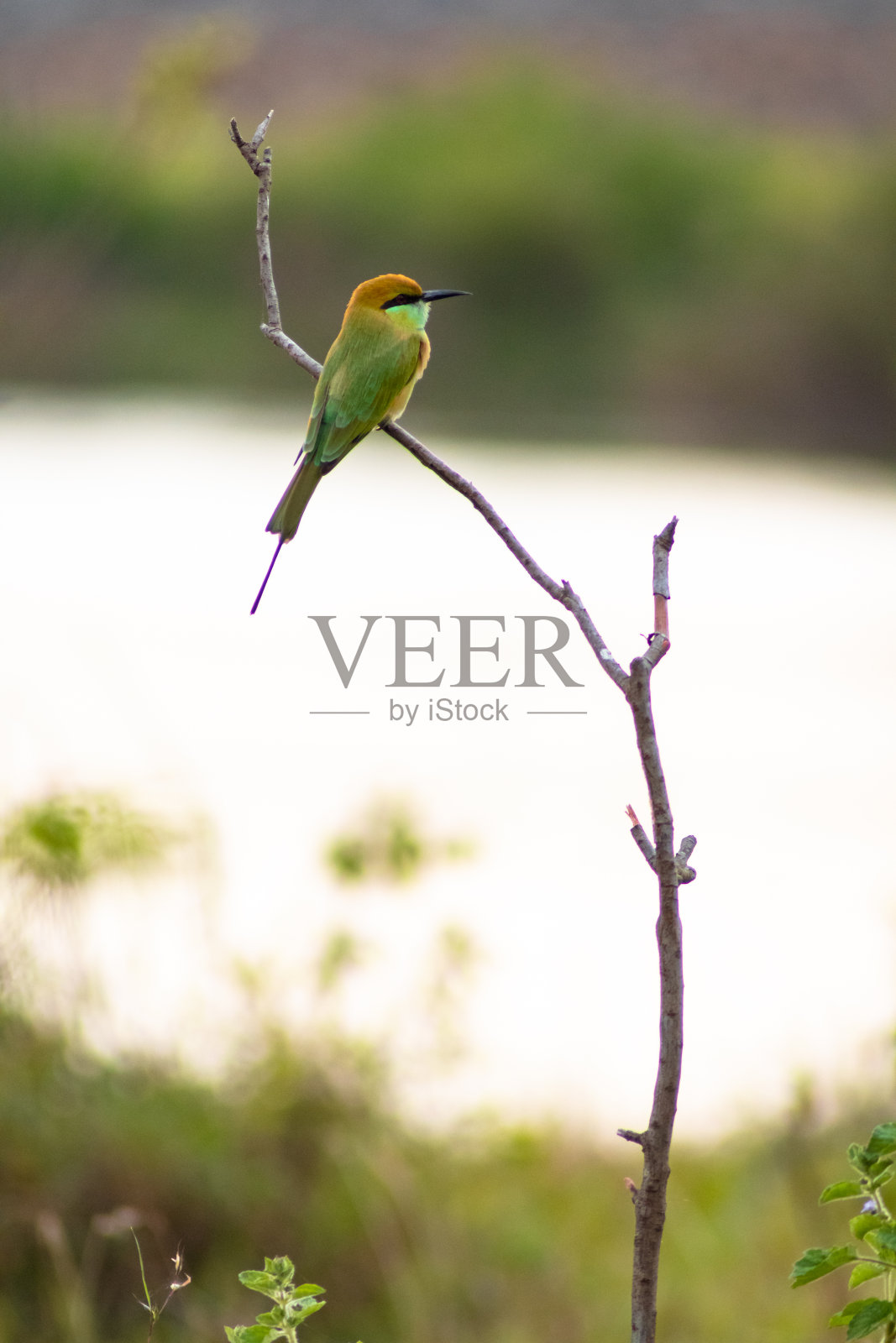 蜜蜂吃照片摄影图片