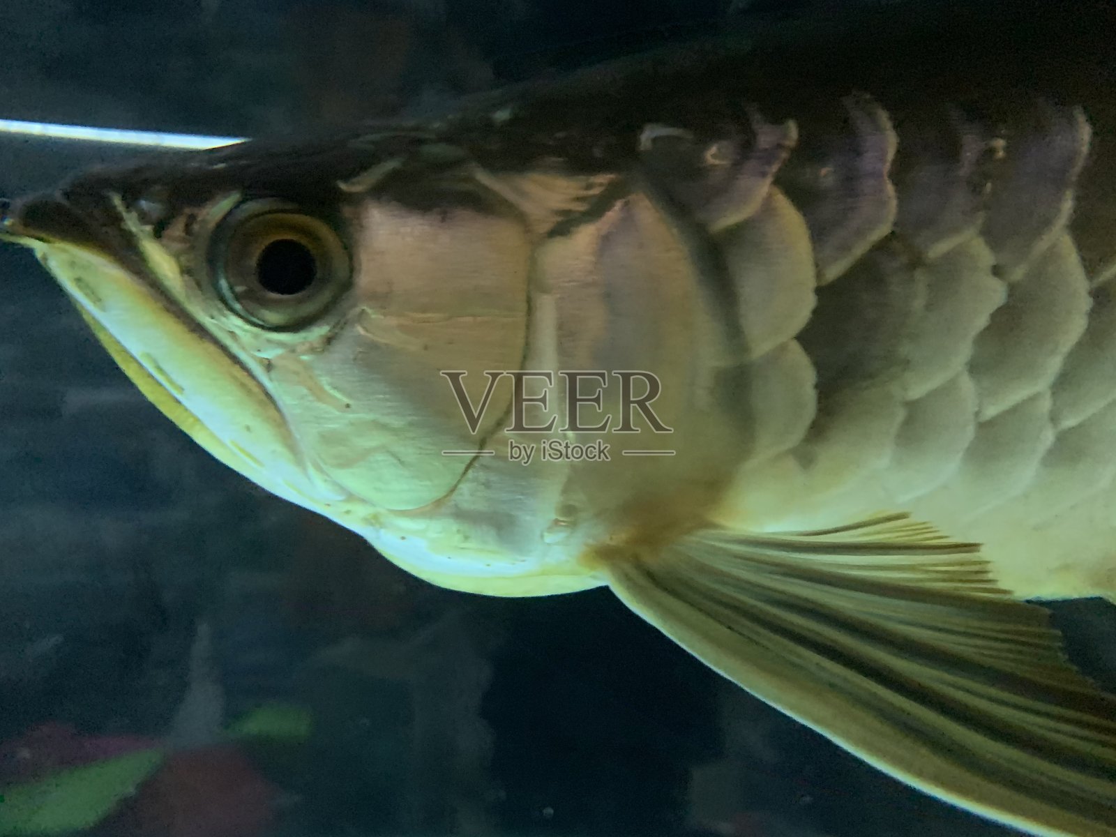 龙鱼金蓝底照片摄影图片