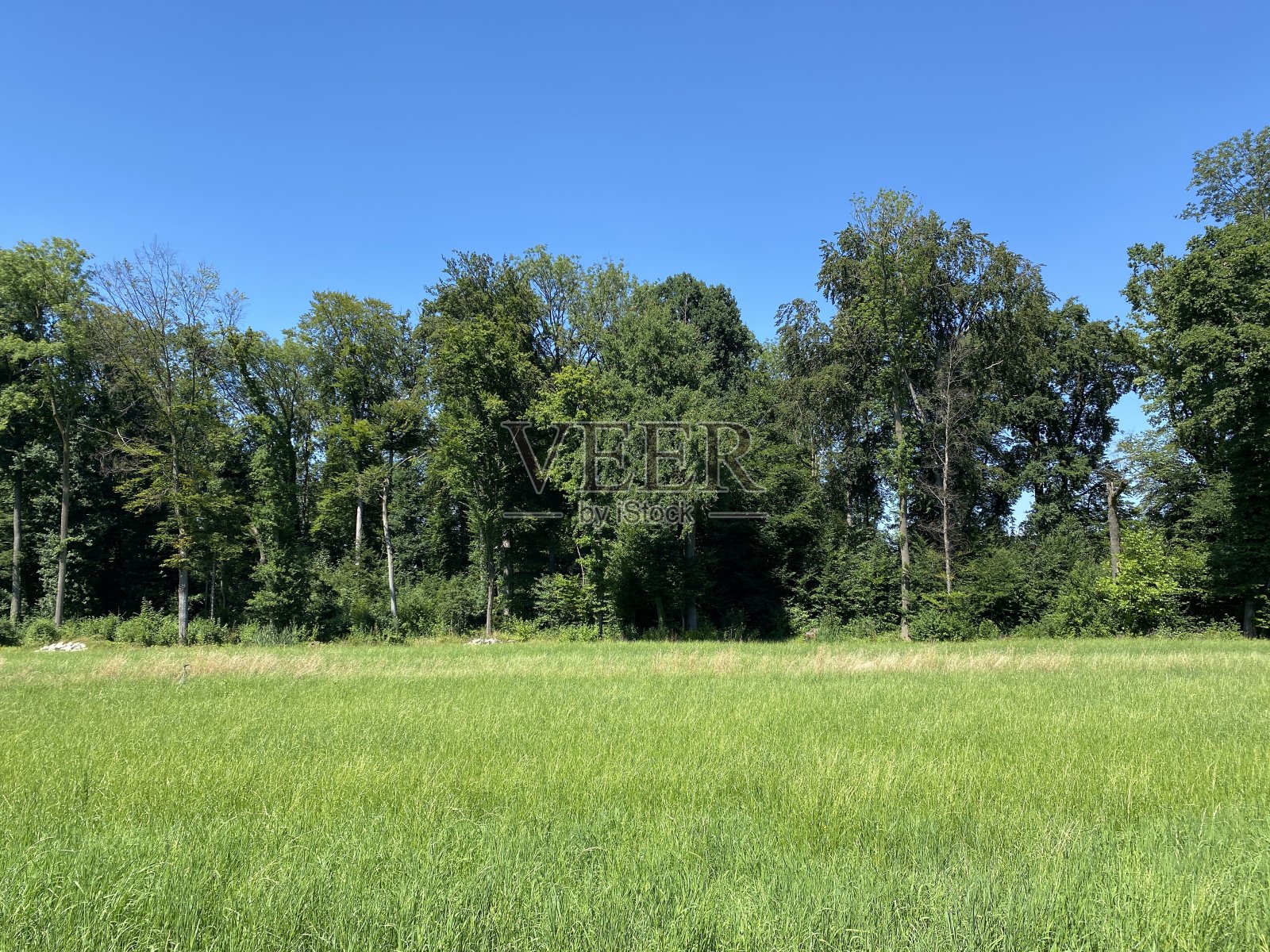 在Zürich(苏黎世或苏黎世)-瑞士(Schweiz)城市的公园和休闲步道上的夏季景观照片摄影图片