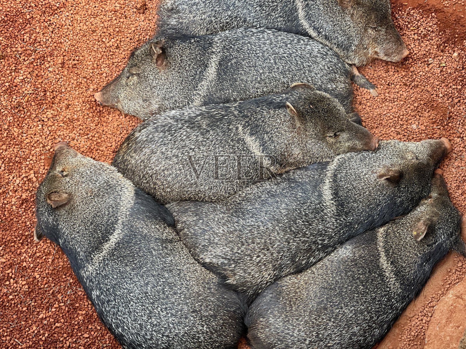 凯特托猪照片摄影图片