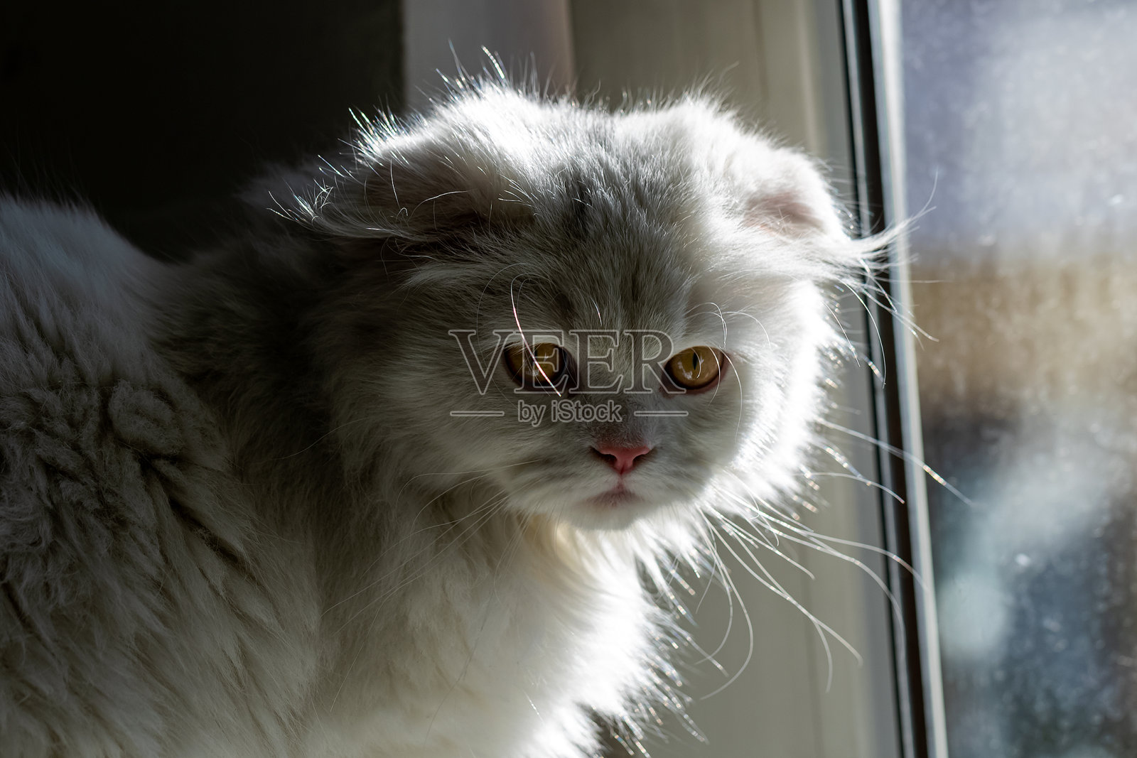 长发苏格兰折猫肖像照片摄影图片