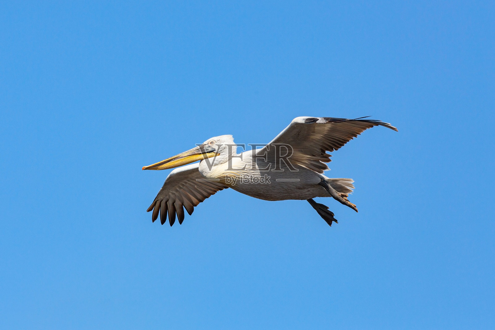 达尔马提亚鹈鹕飞行照片摄影图片
