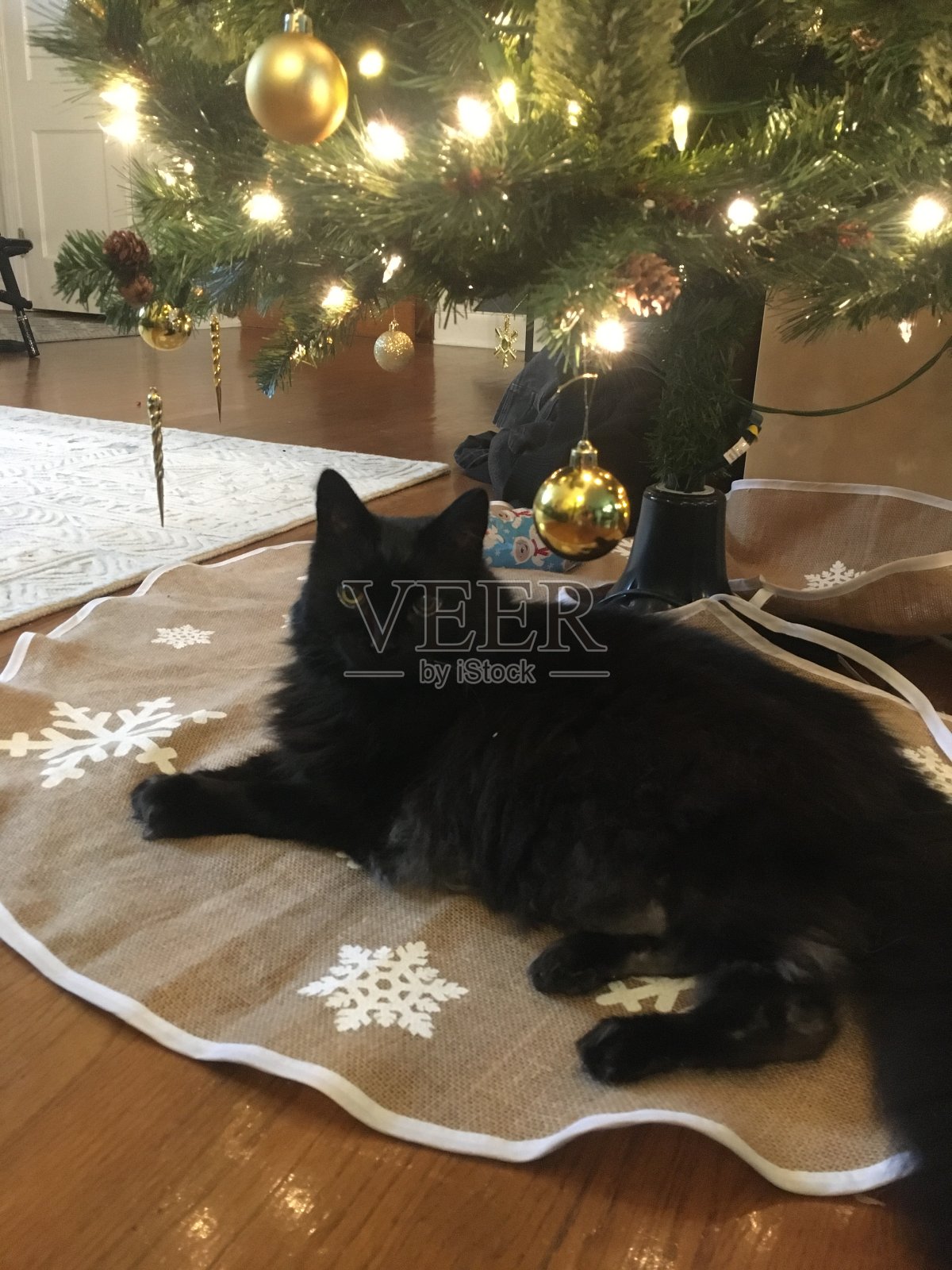 圣诞树下的圣诞猫照片摄影图片