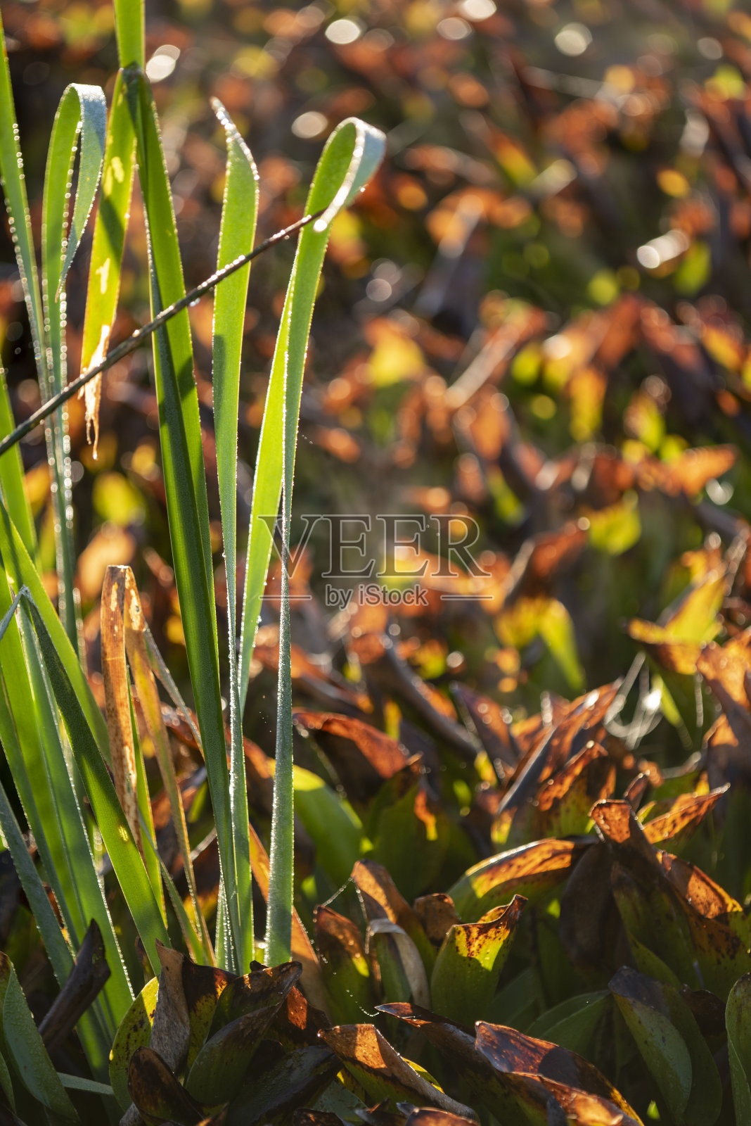 闪亮的露珠在背光的野生水稻新生长与霜冻水葫芦周围照片摄影图片
