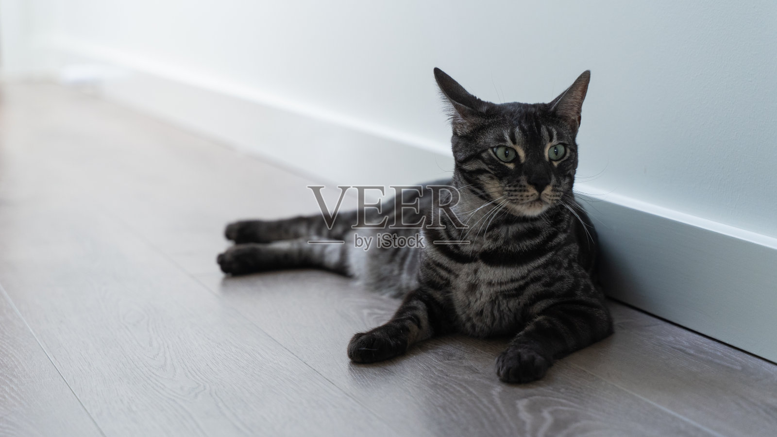 猫坐在走廊上照片摄影图片