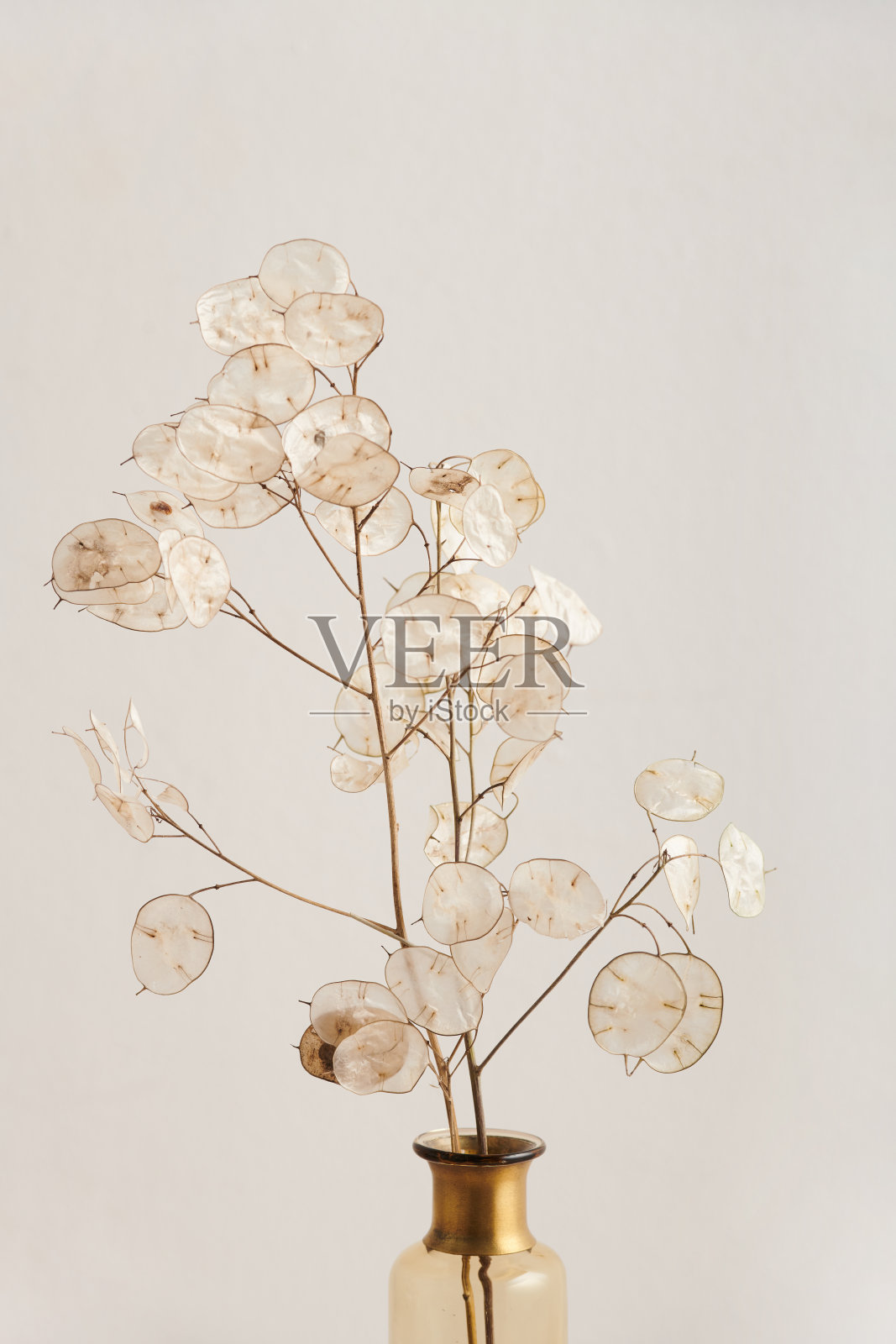 中等近景拍摄的静物组成与月月树枝在玻璃容器在白色的背景照片摄影图片