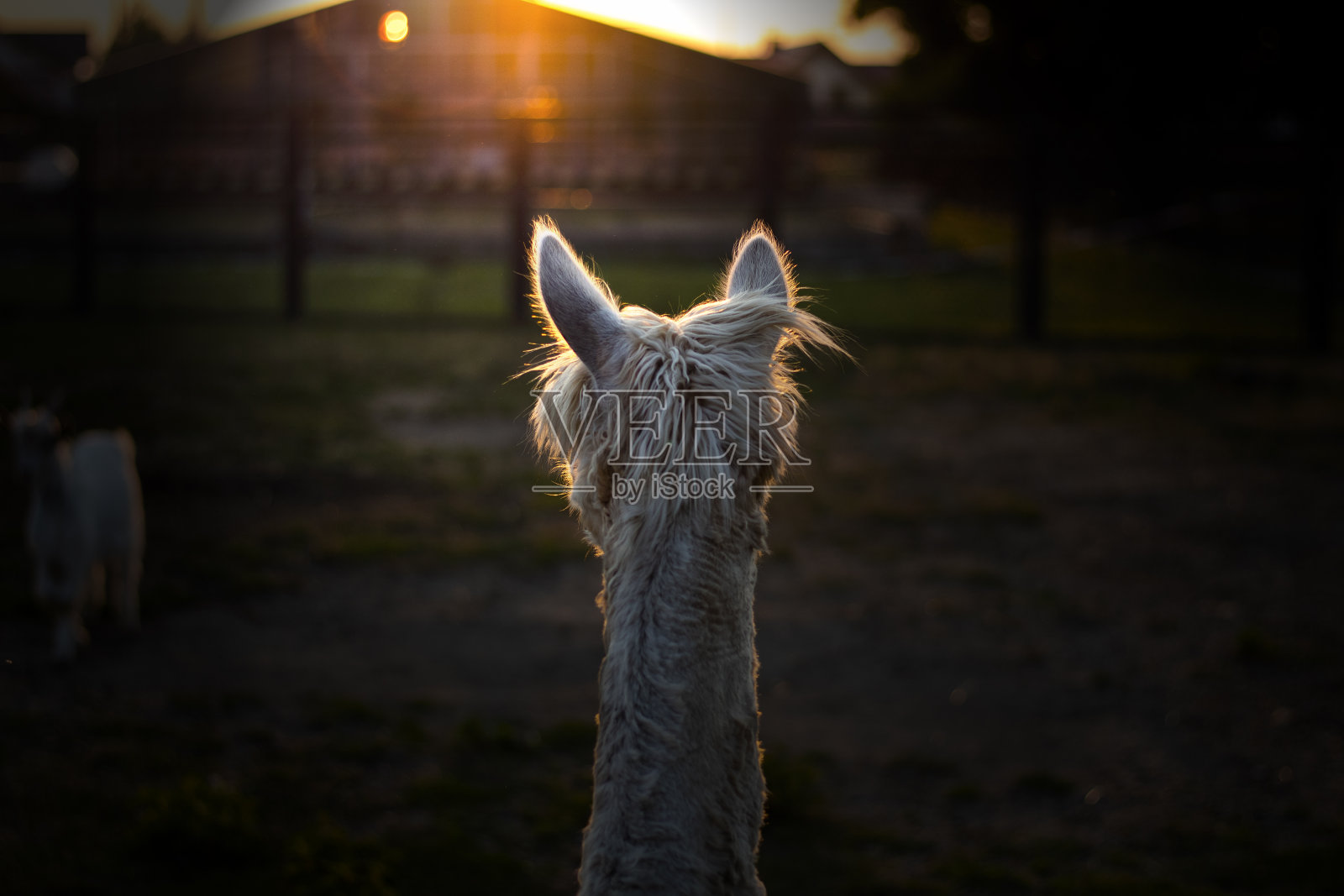 日落时从后面看羊驼照片摄影图片