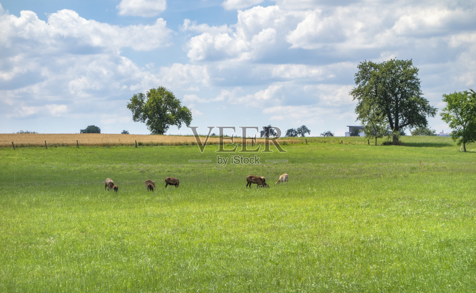 有山羊的乡村风景照片摄影图片