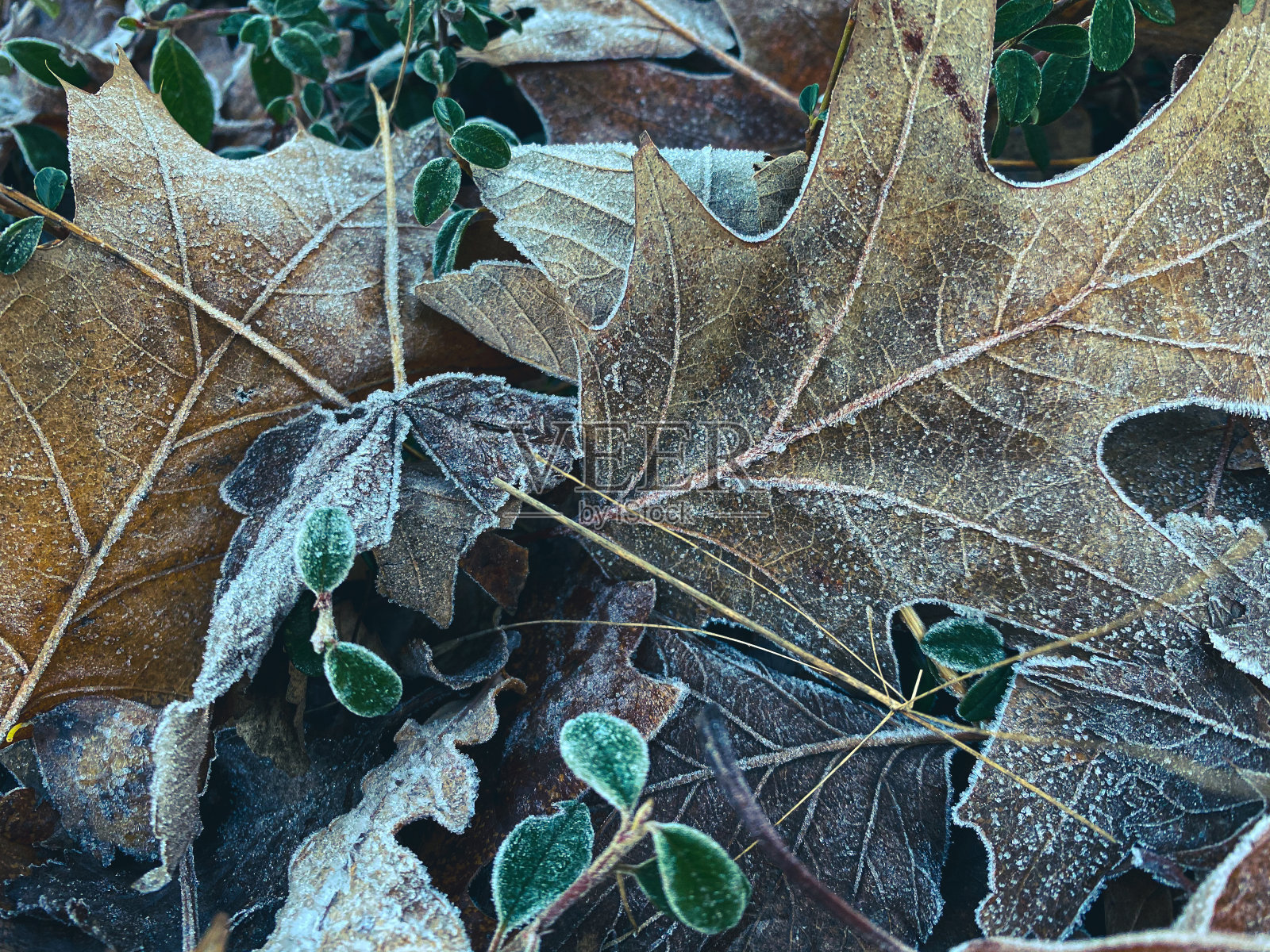 的霜照片摄影图片